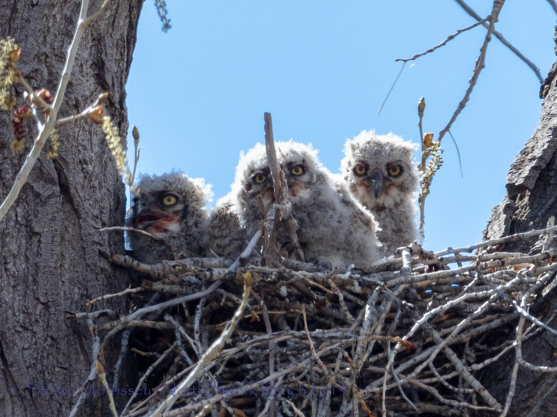 3 GH Owlets, Easter Morning