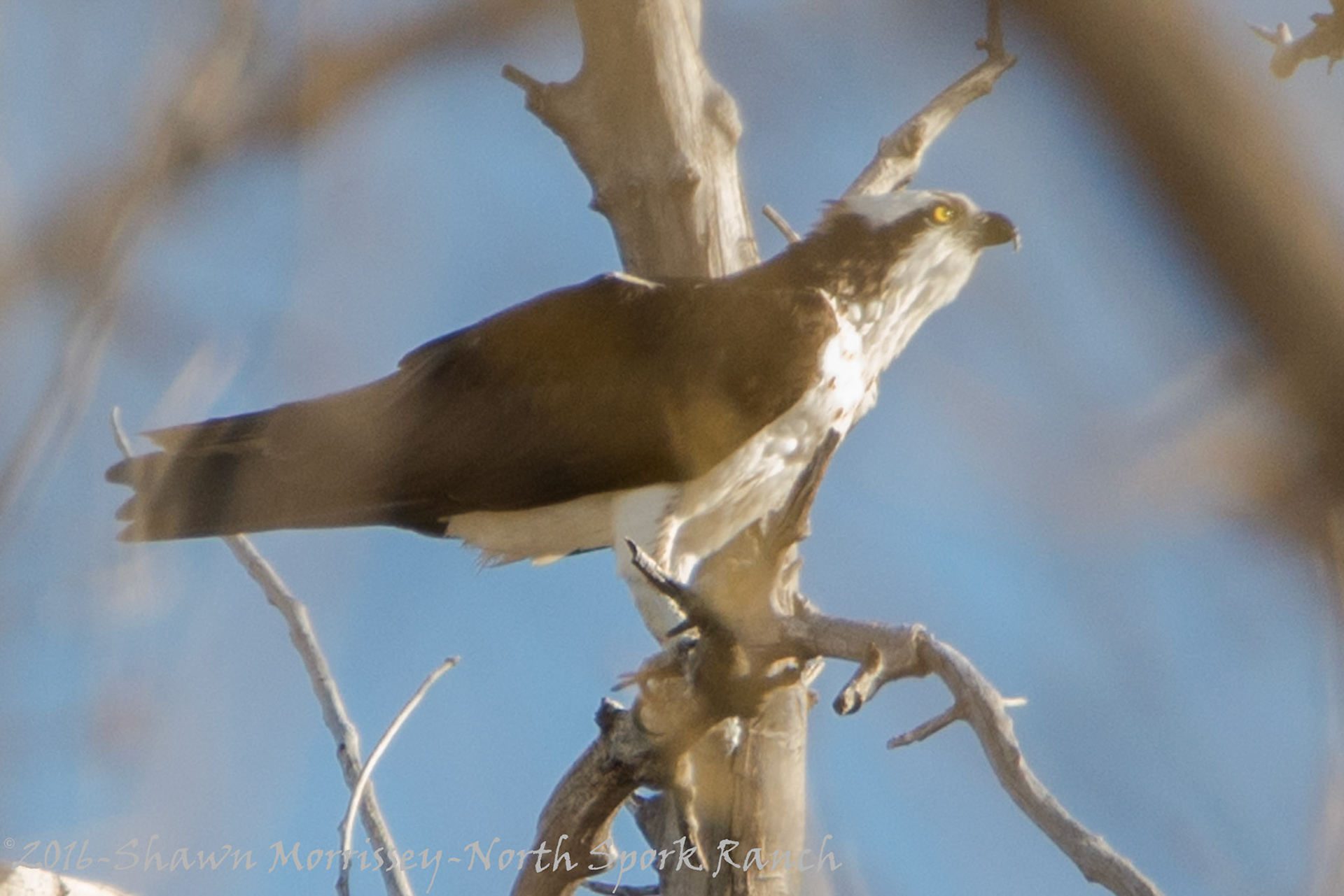 Osprey enjoys a fish snack late afternoon