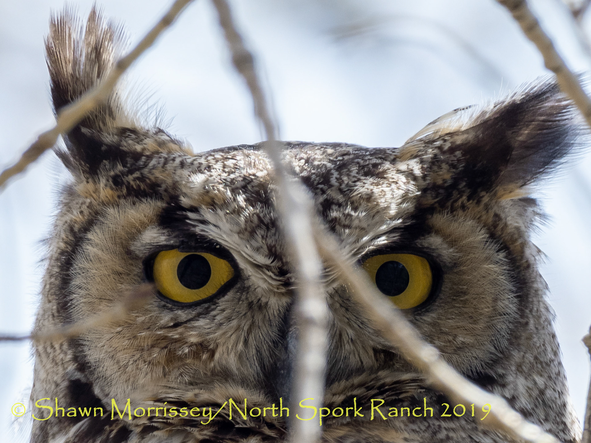 I see you!!