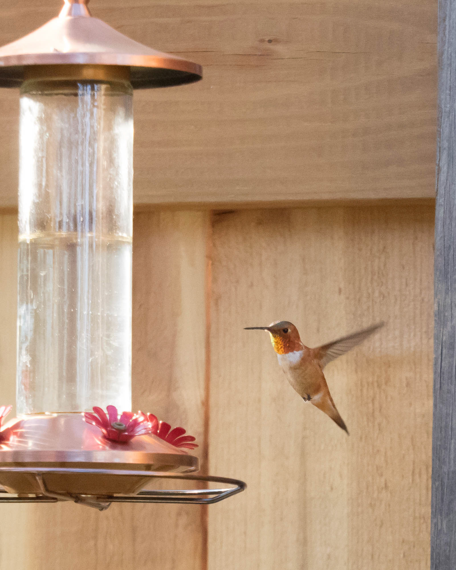 Rufous Hummingbird at feeder
