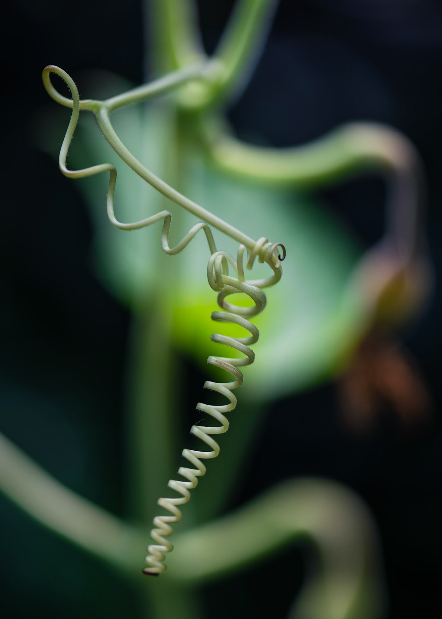 Twisted