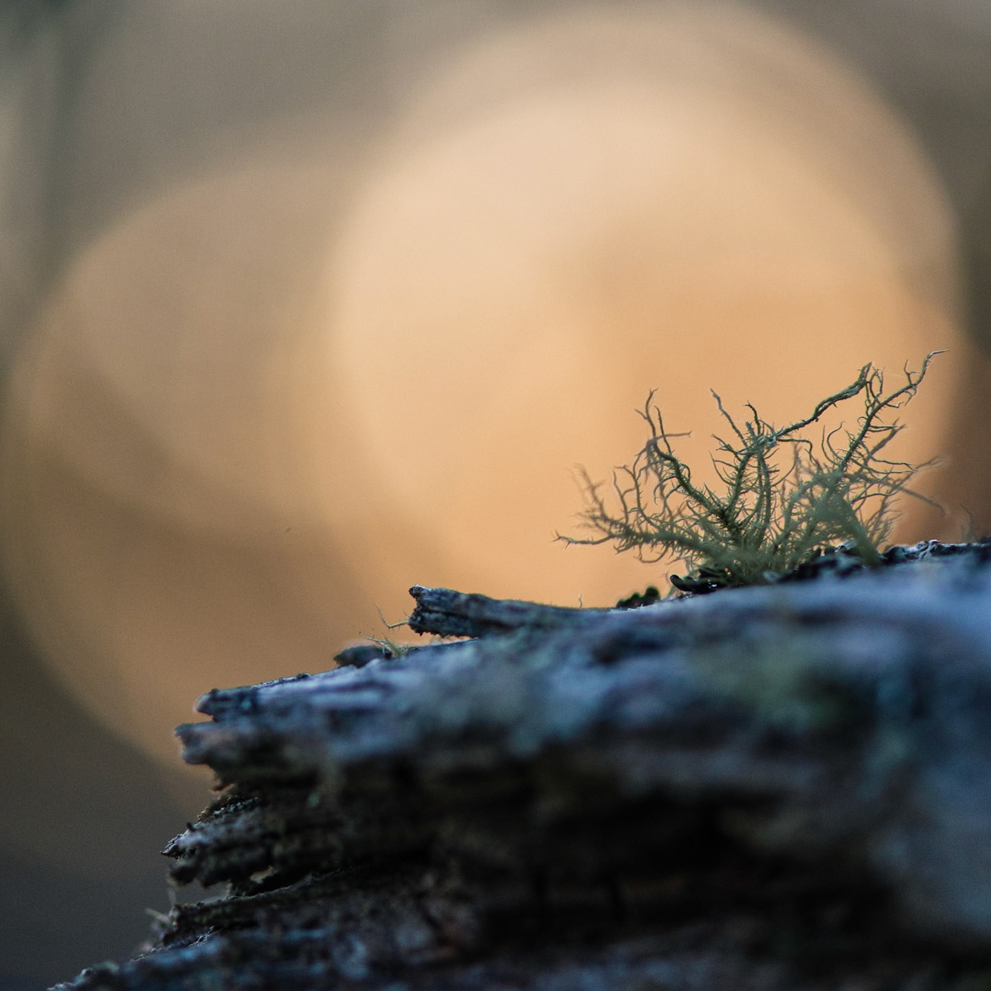 Mossy