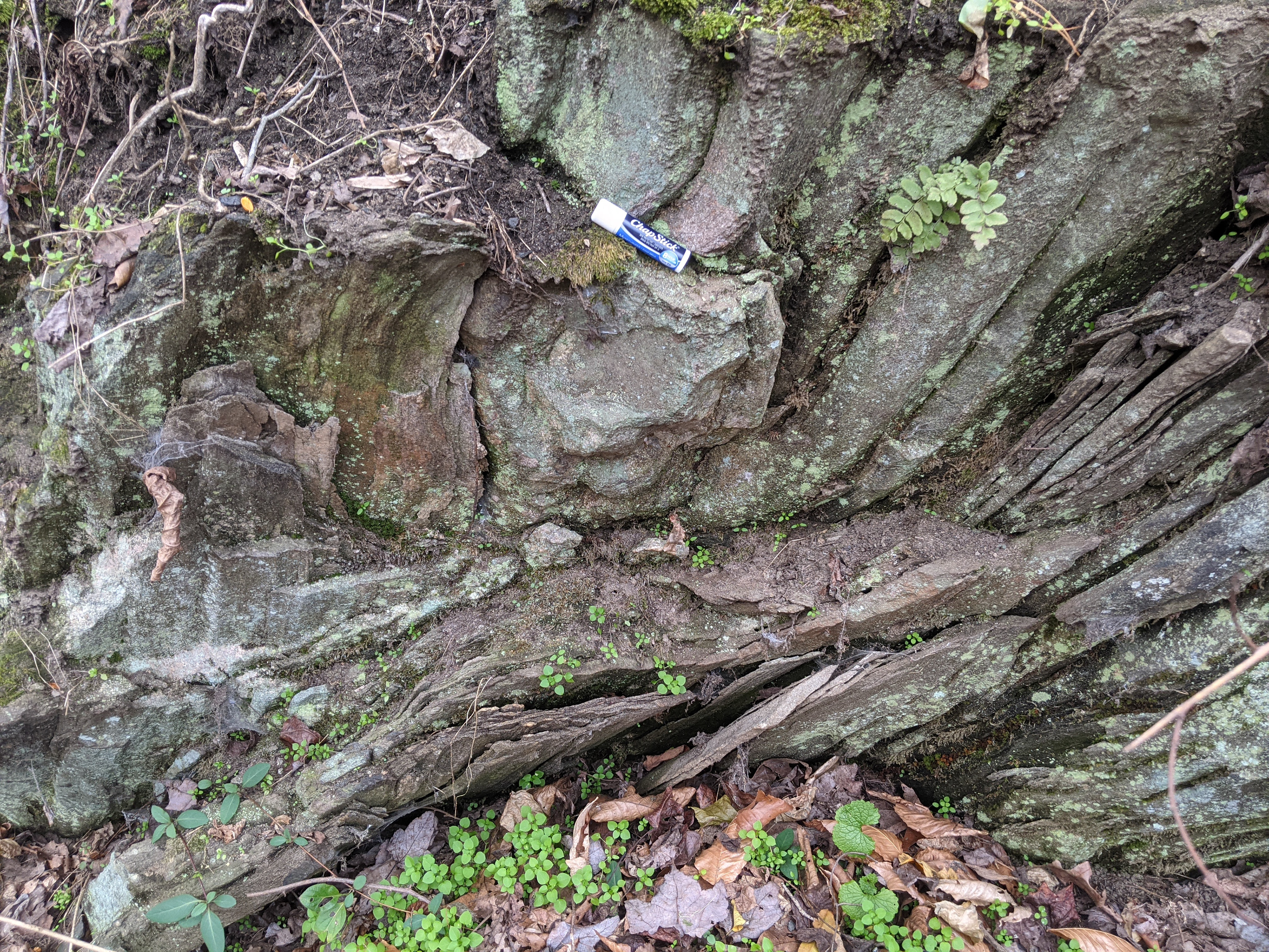 Closer view of outcrop that shows many parallel layers and some very complex folding. A chapstick container sits on a particularly complex area where the orientation of the layers change drastically from mostly flat, to heavily folded.