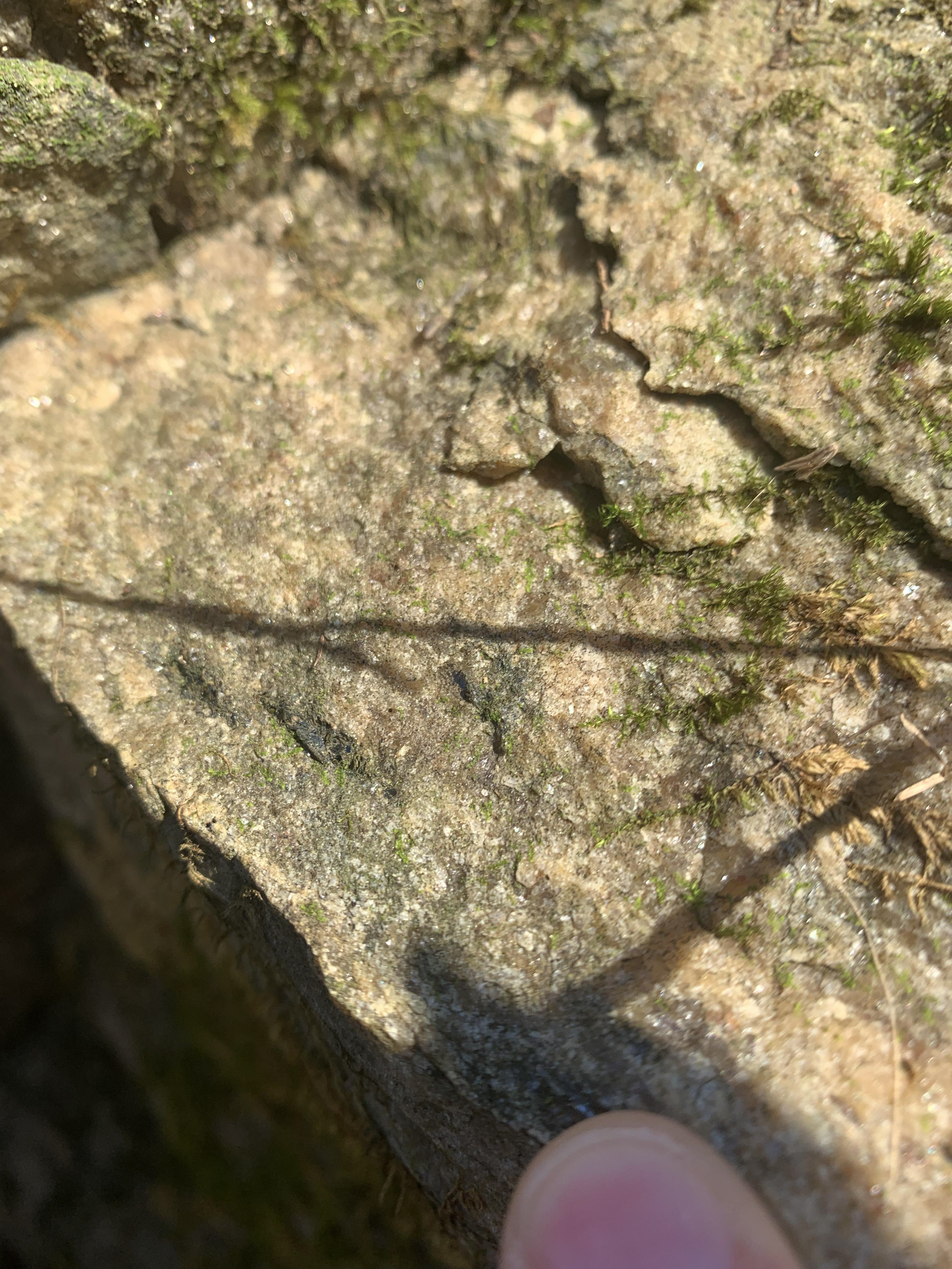 another close up of rock surface with tan/clear minerals making up the majority of the rock.