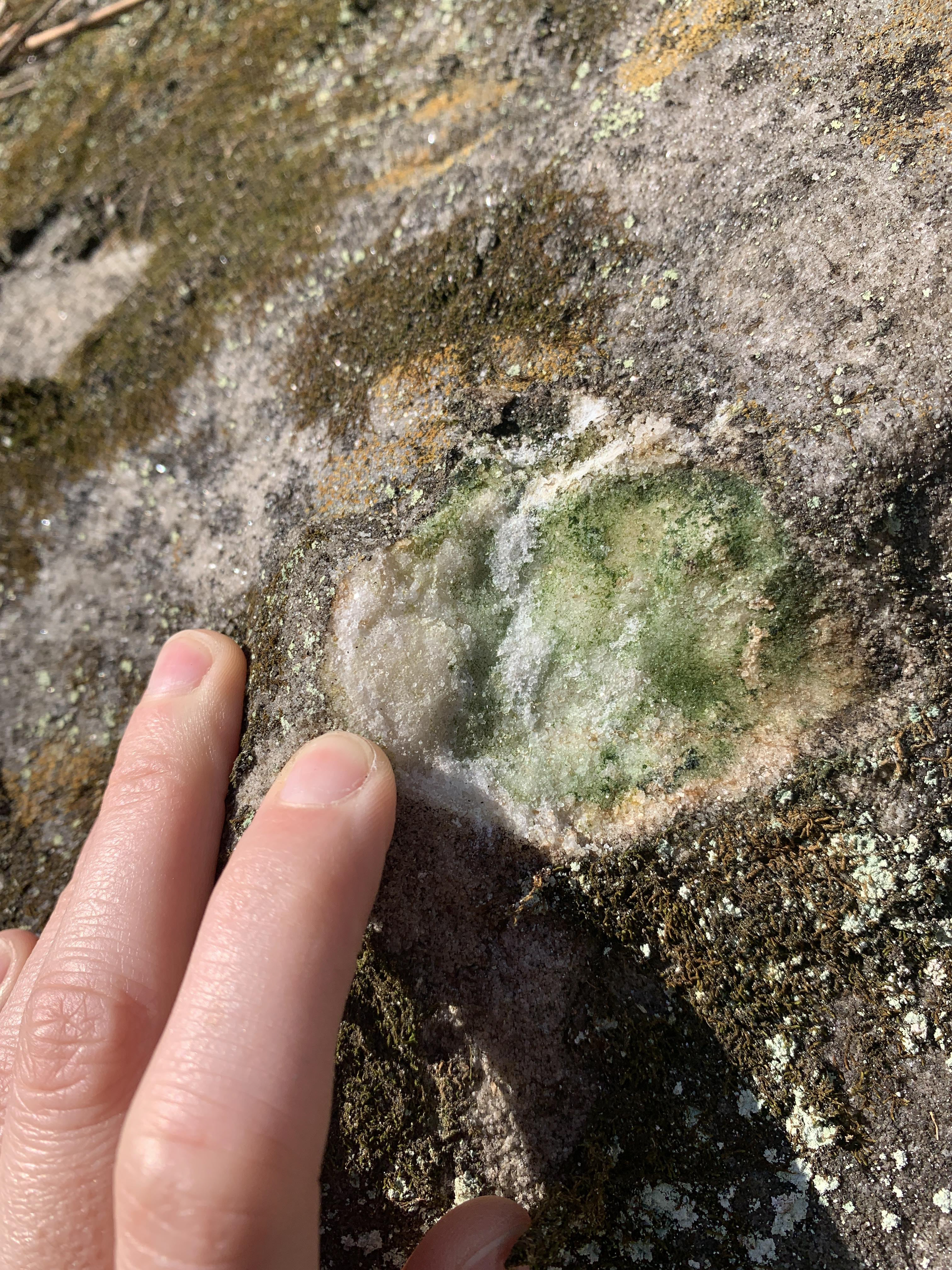 Fingers are pointing to a weathered rock face where a small part has been hammered showing the unweathered rock underneath. This exposure of unweathered rock is slightly larger than a quarter and exposes clear grains. The weathering on the exterior of the rock is dark and light gray with green moss.