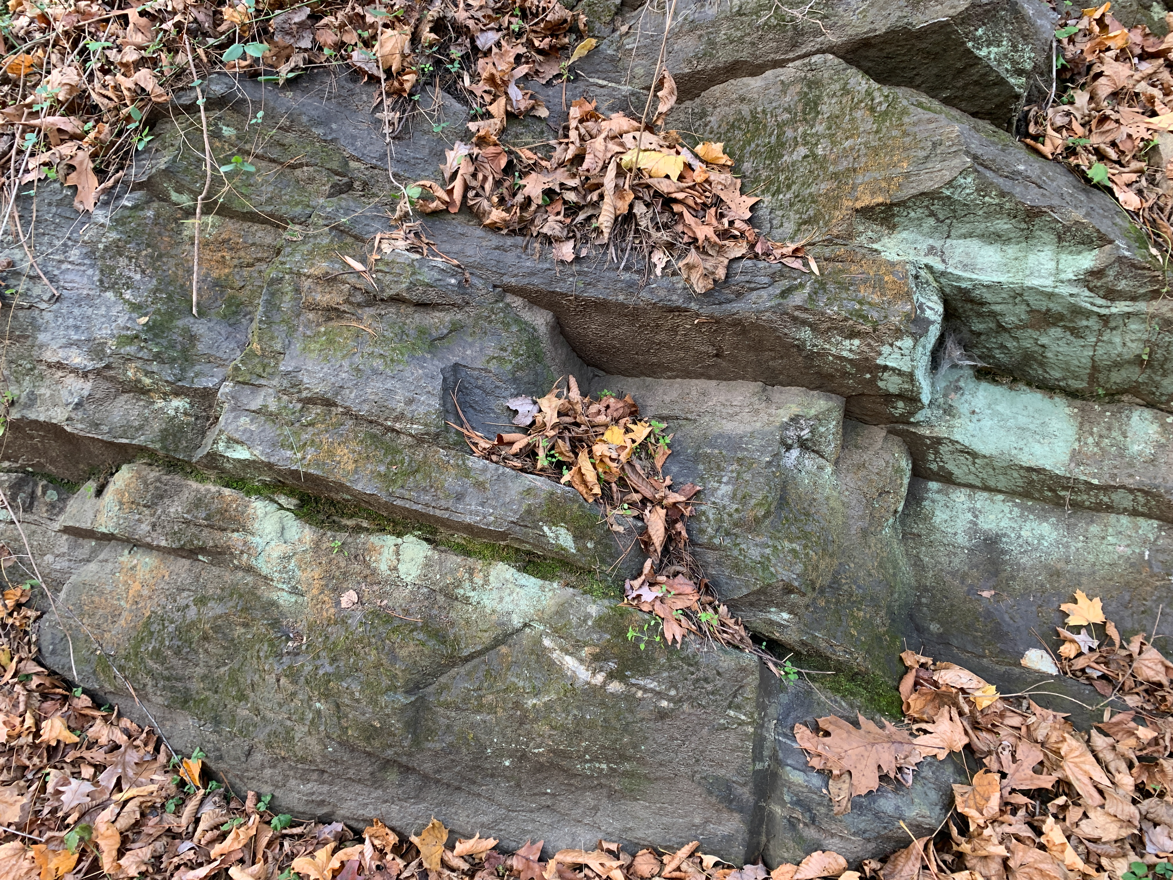 A closer image of the outcrop showing the layers dipping away from view into the leaves. The layers expose planar surfaces on the undersides.