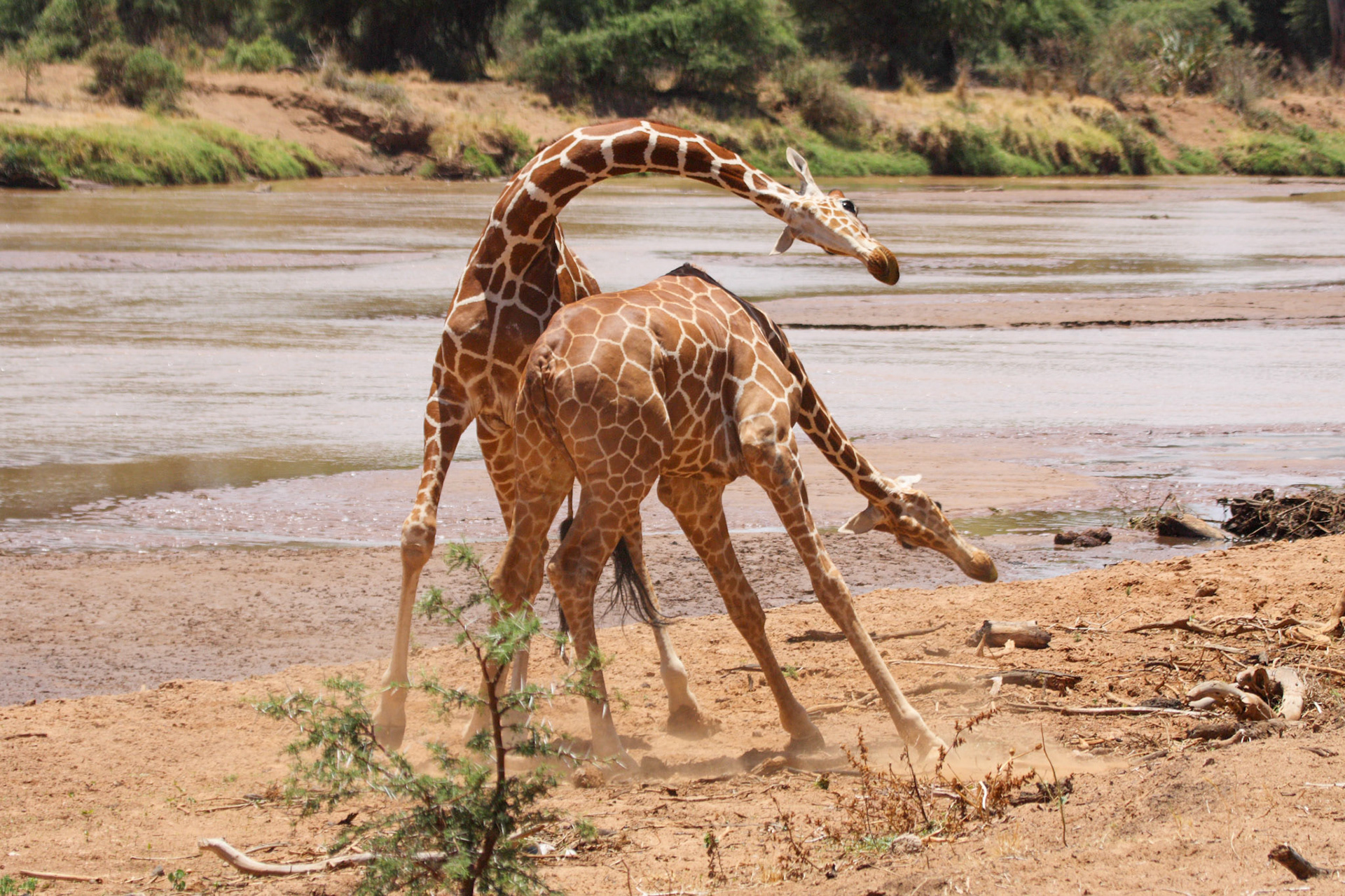 Reticulated Giraffe fighting on the banks of the Ewaso Nyiro riverEwaso Nyiro