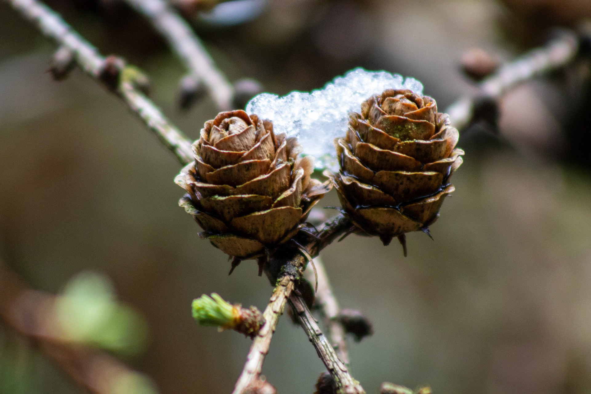 European Larch Conifers in Longshaw Estate
