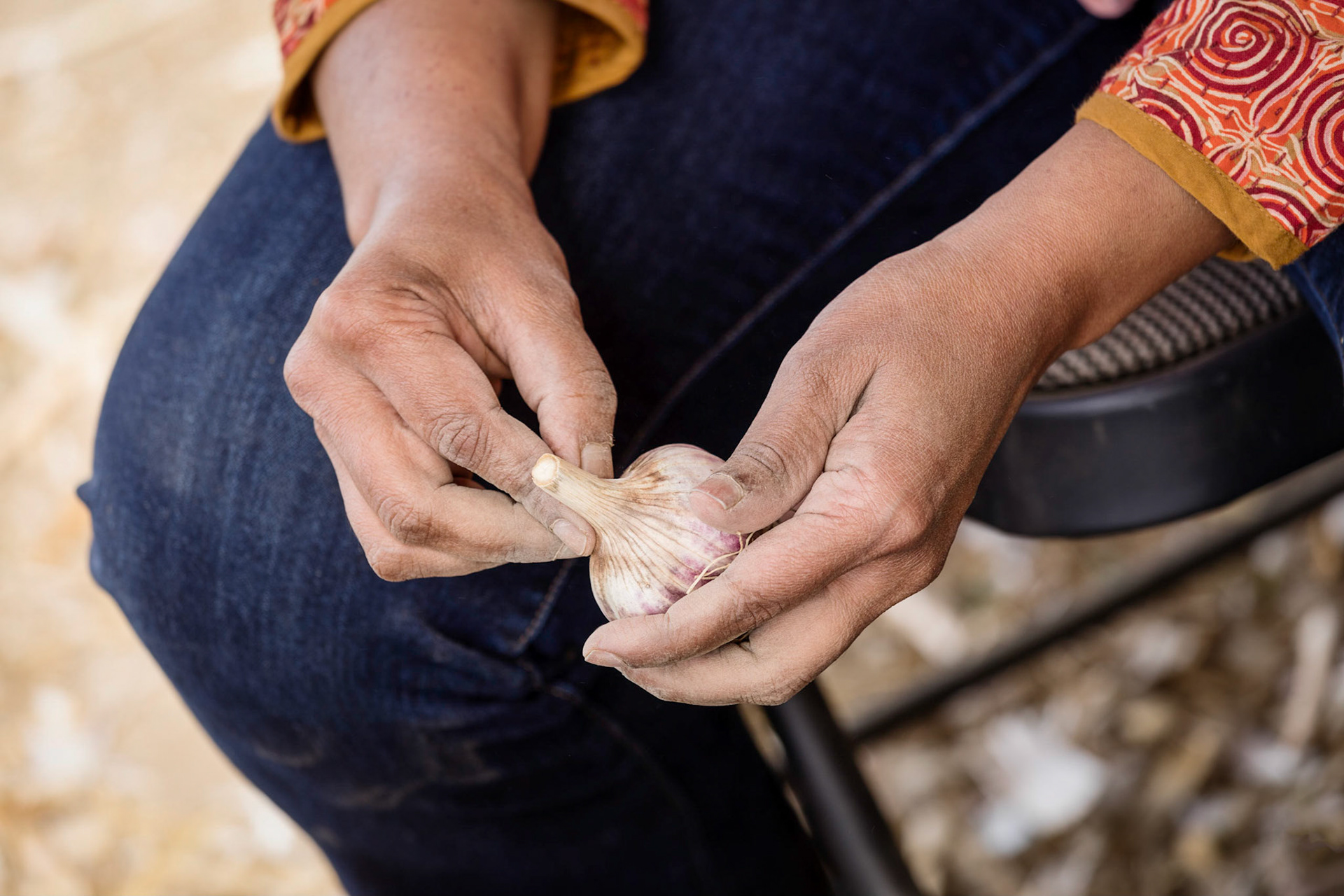 A farmer cleaning a freshly harvested garlic bulb