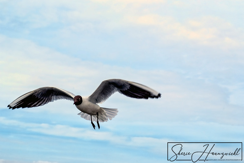 Seagull