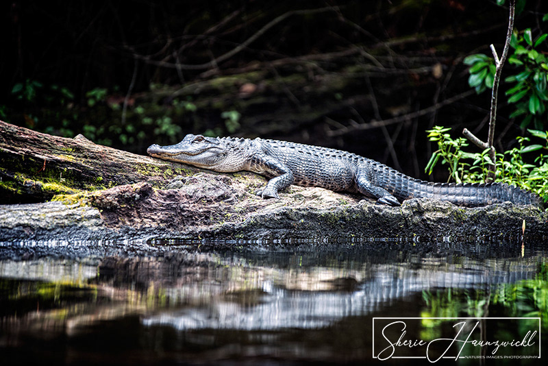 Alligator 2