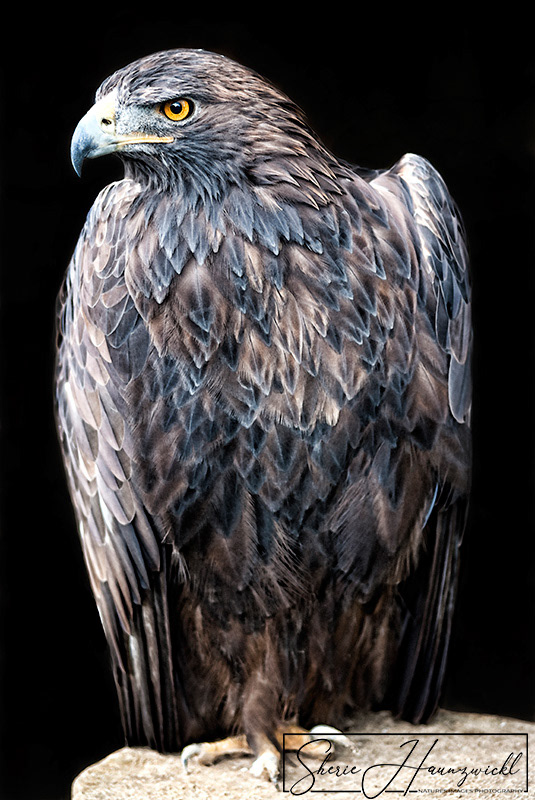 Steinadler