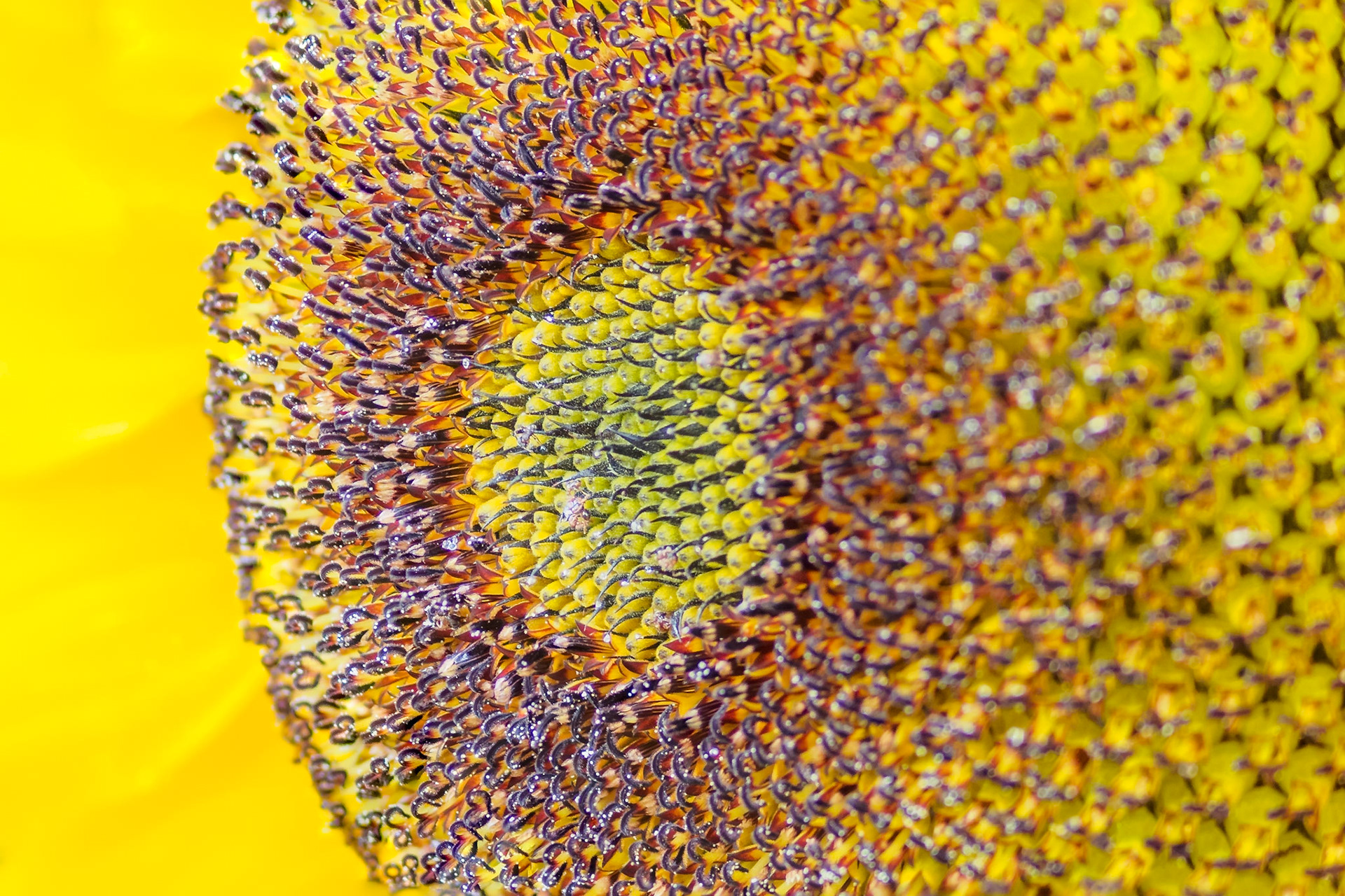 In the heart of the sunflower