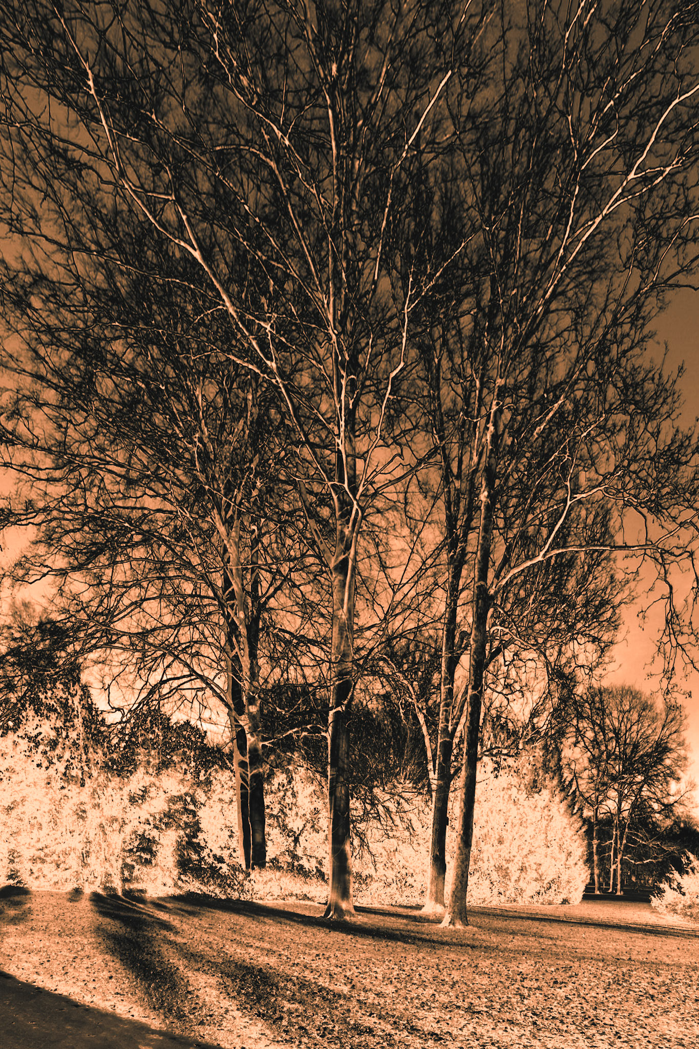 Trees in the night