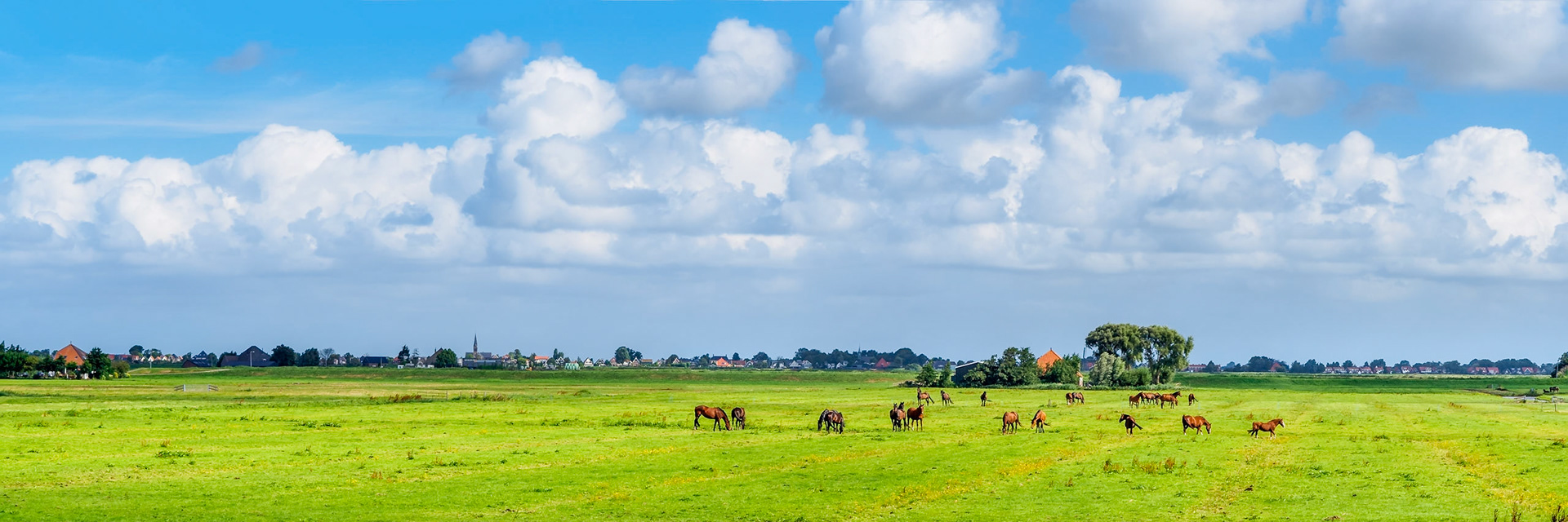 Wide view on a troop of brown horses on a bright green pasture
