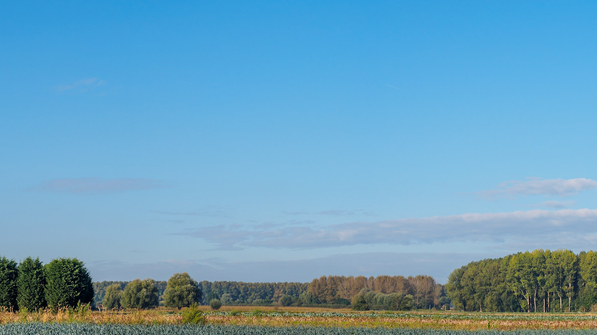 Trees and bushes bordering a field under a blue sky I