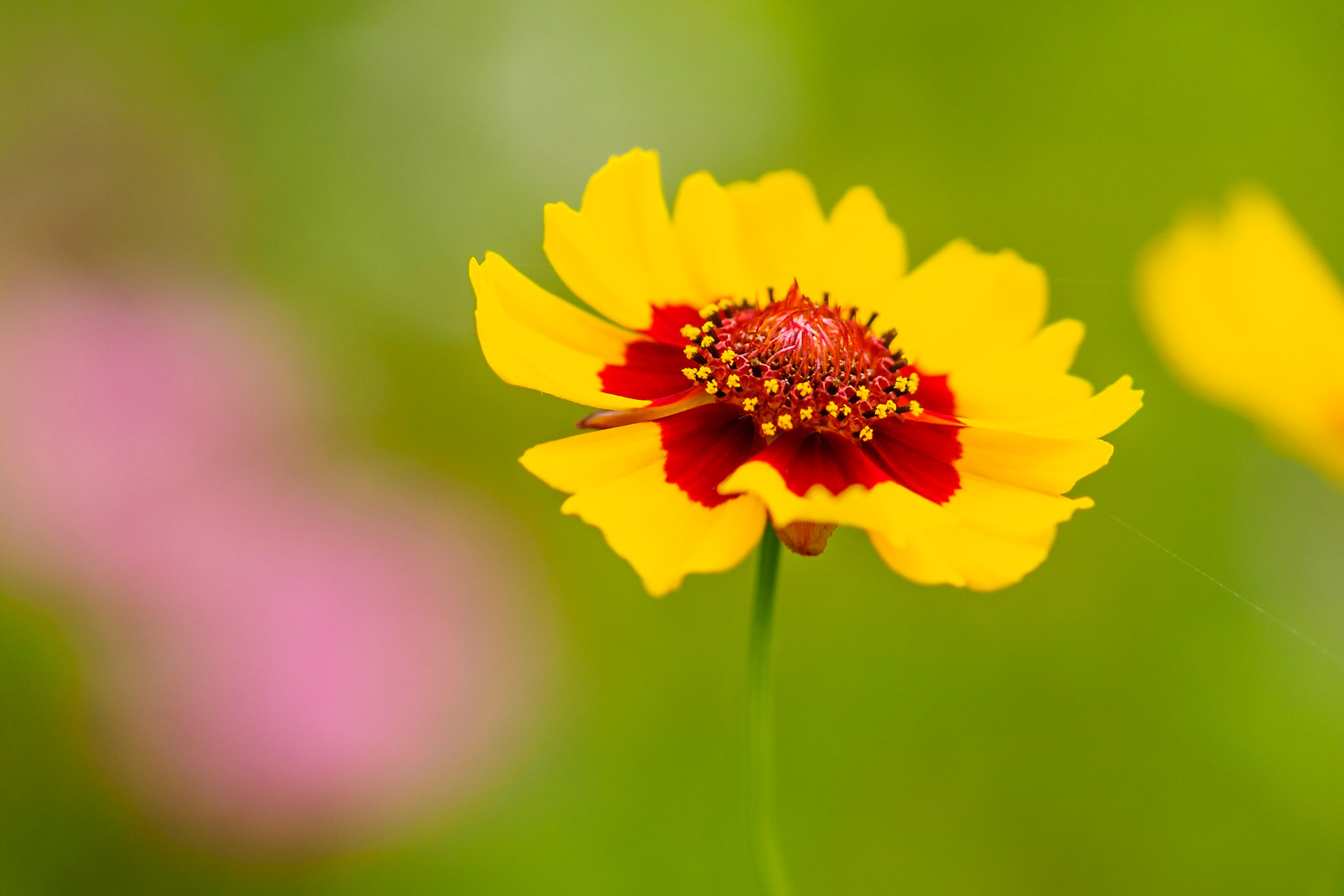 Coreopsis Tinctoria
