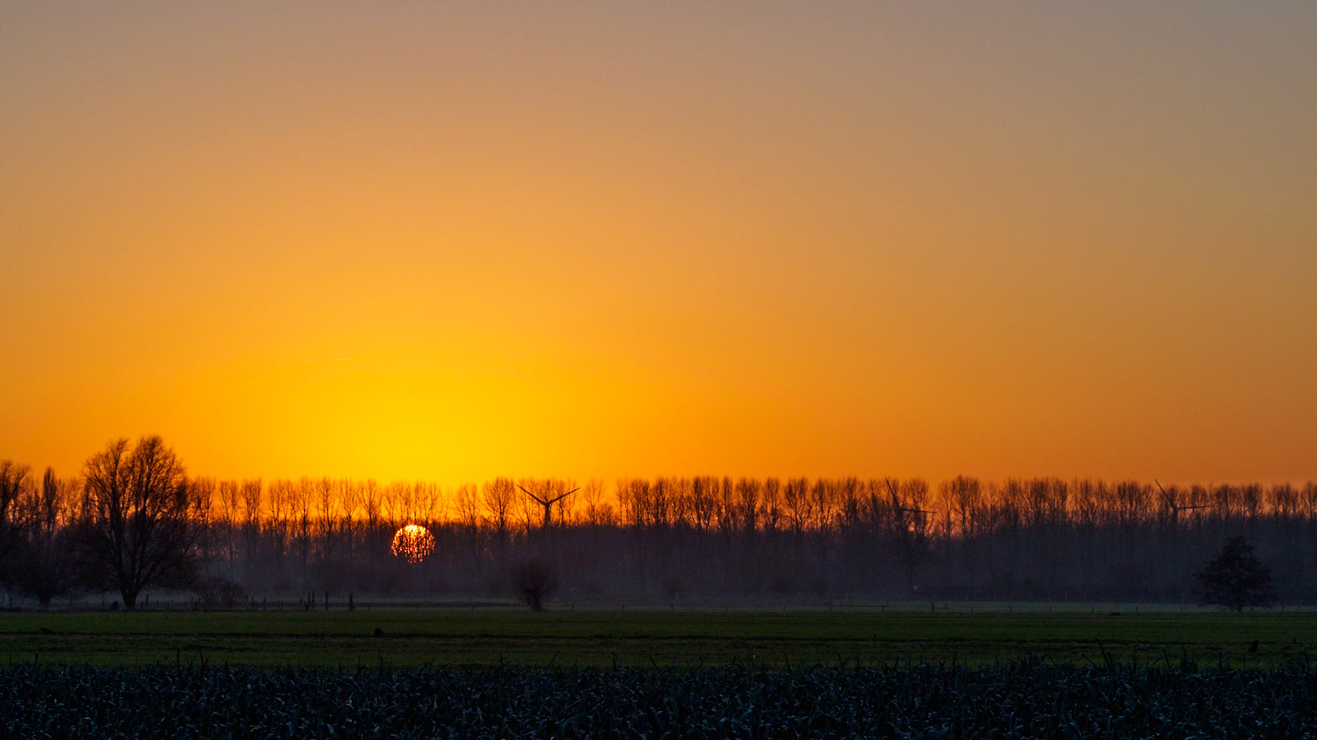 Deep orange sunset behind tree silhouettes