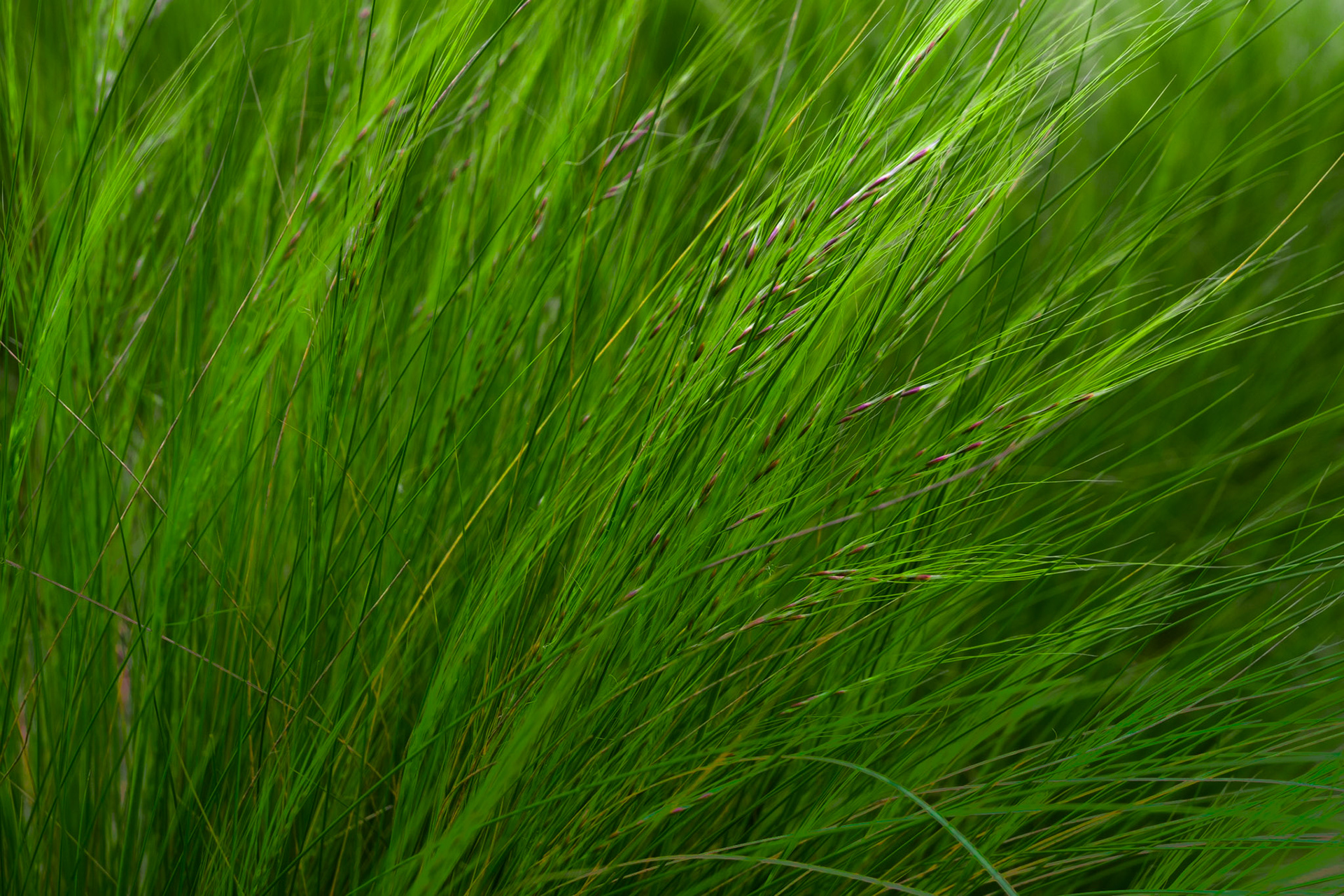Beach grass, and so many shades of green in Honfleur, Normandy