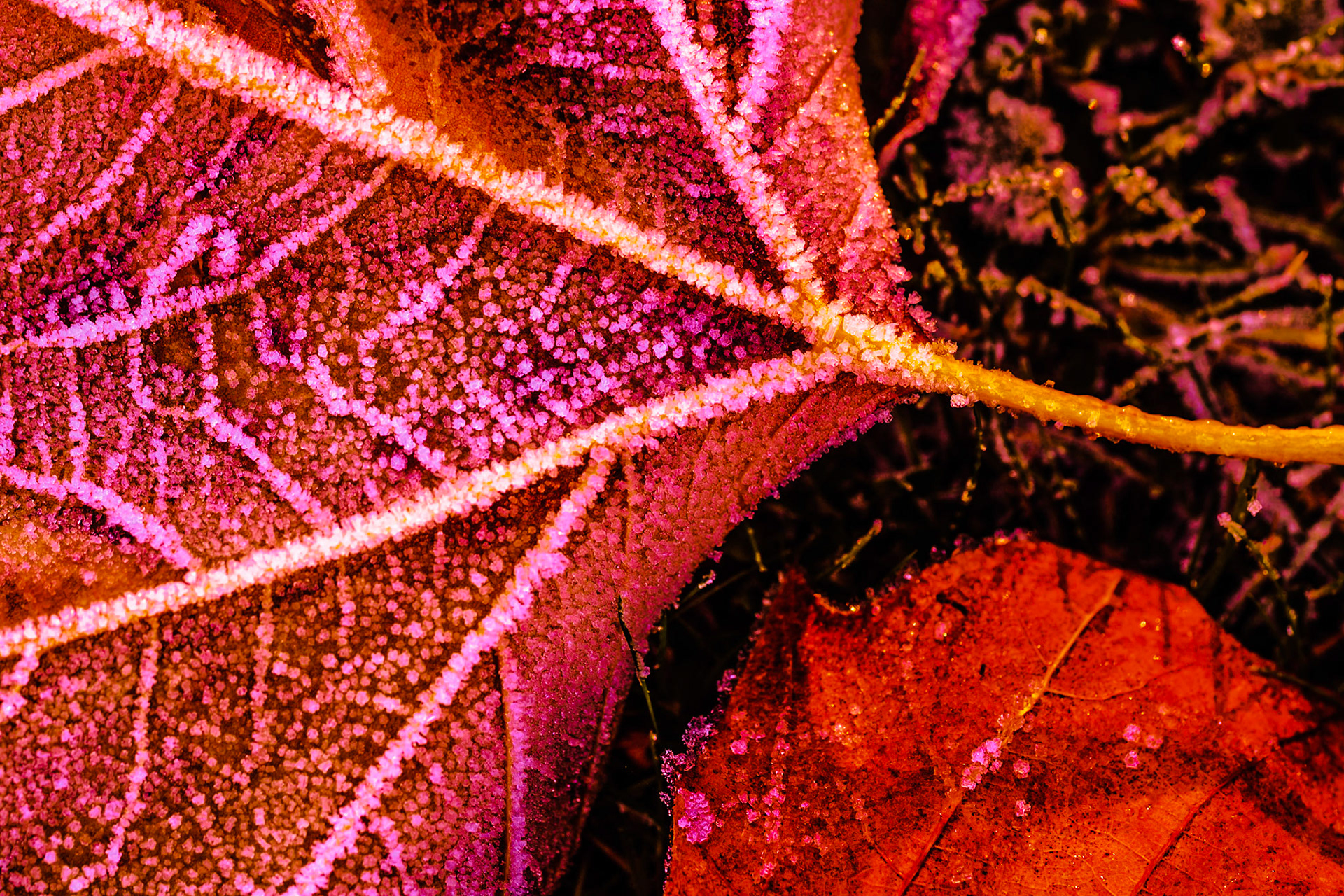 Frozen leafs - deep pink