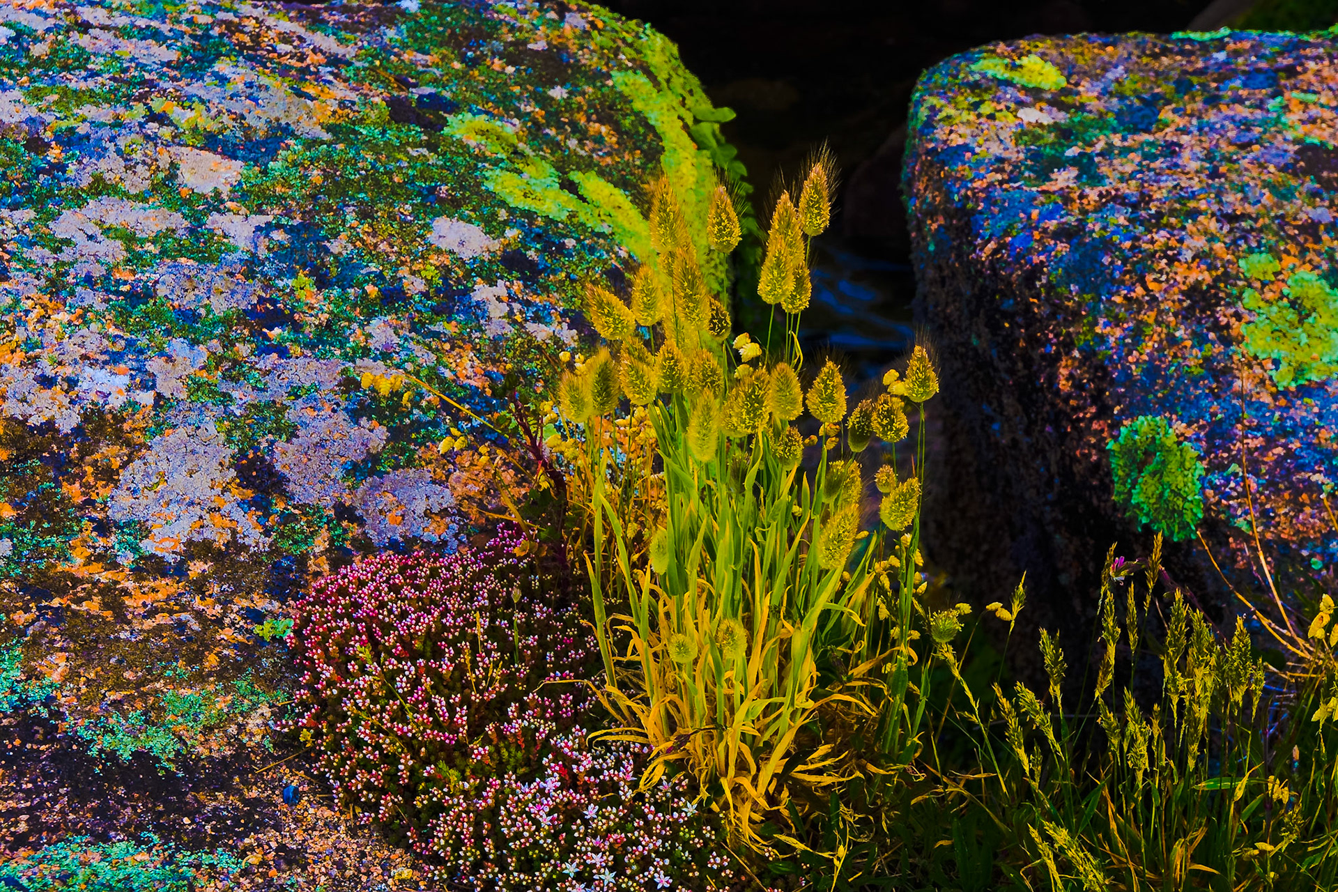 Strong vivid colors reveal an infested unseen world, where fine and delicate but bristle grass grows