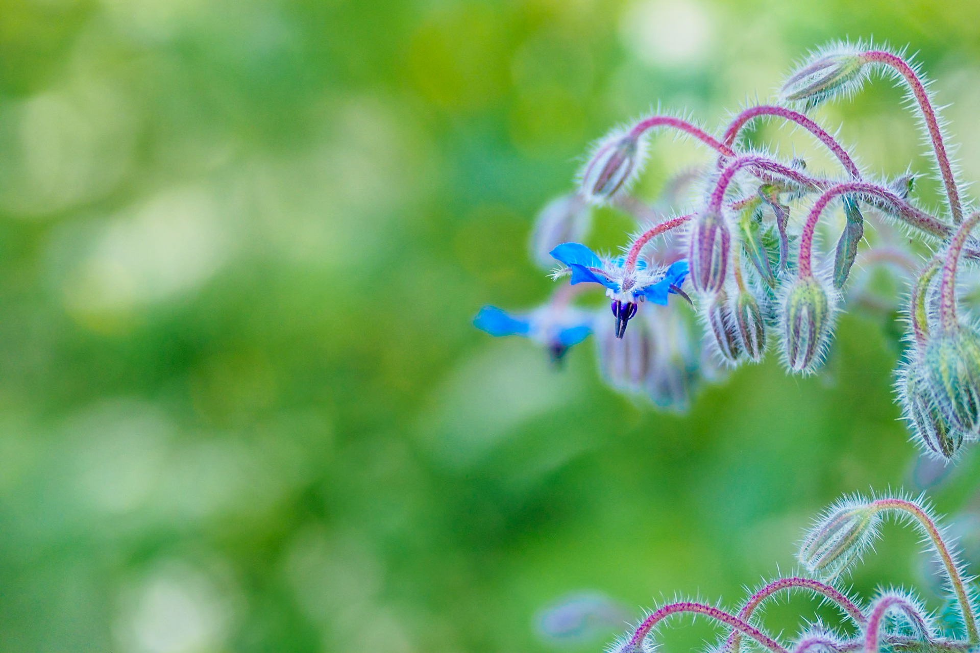 Borago Officinalis I