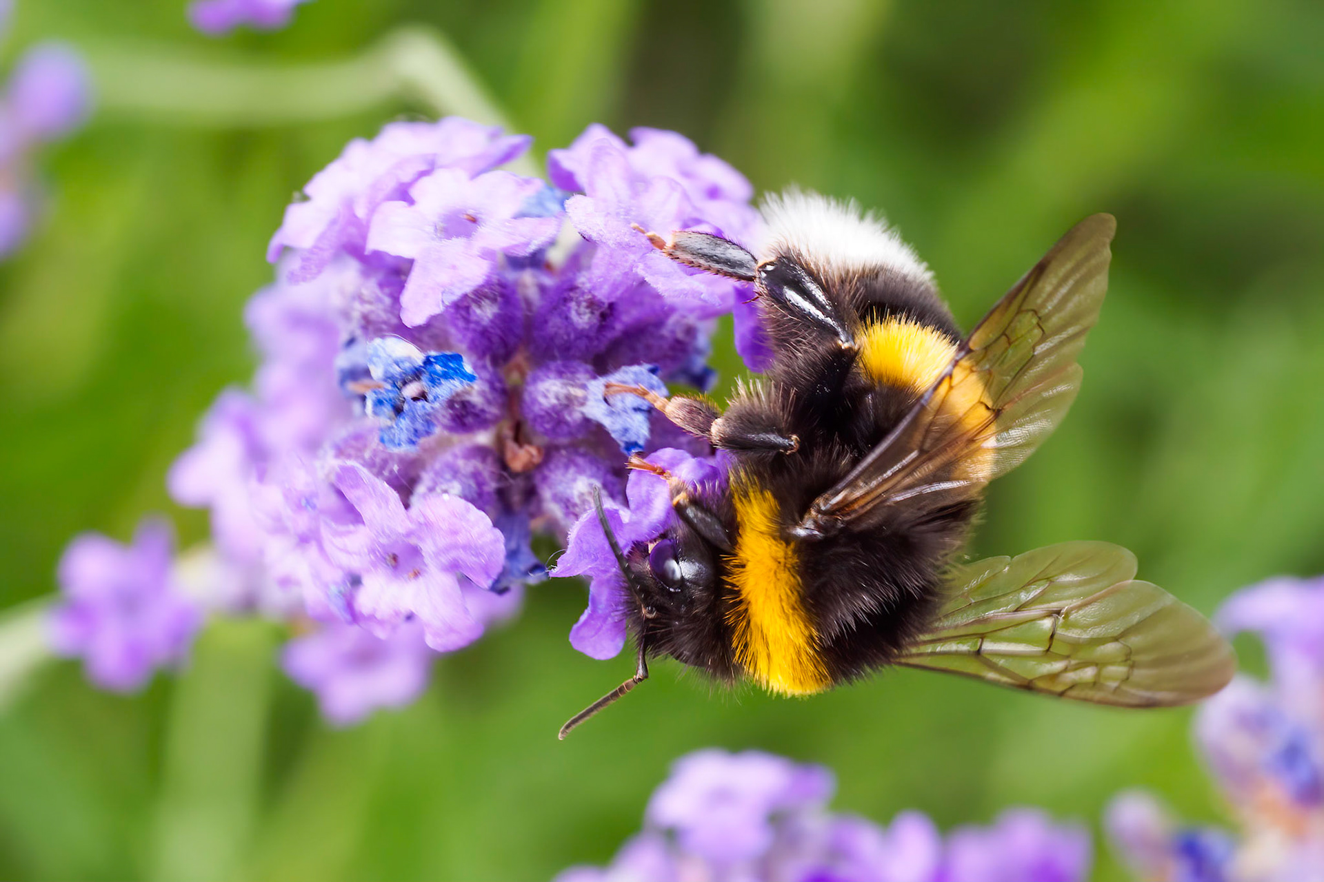 Bumblebee on Lavendula Angustifolia II