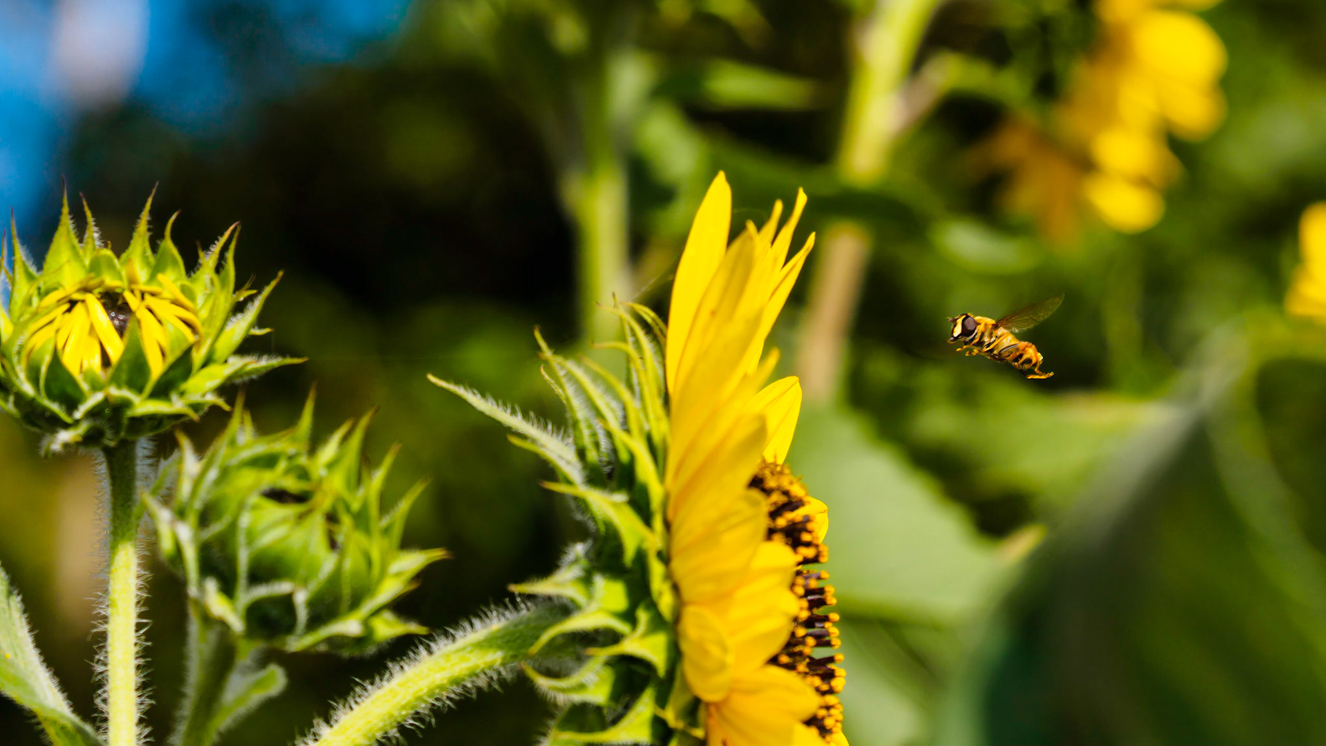 Sunflower head in green foliage with wasp in flight