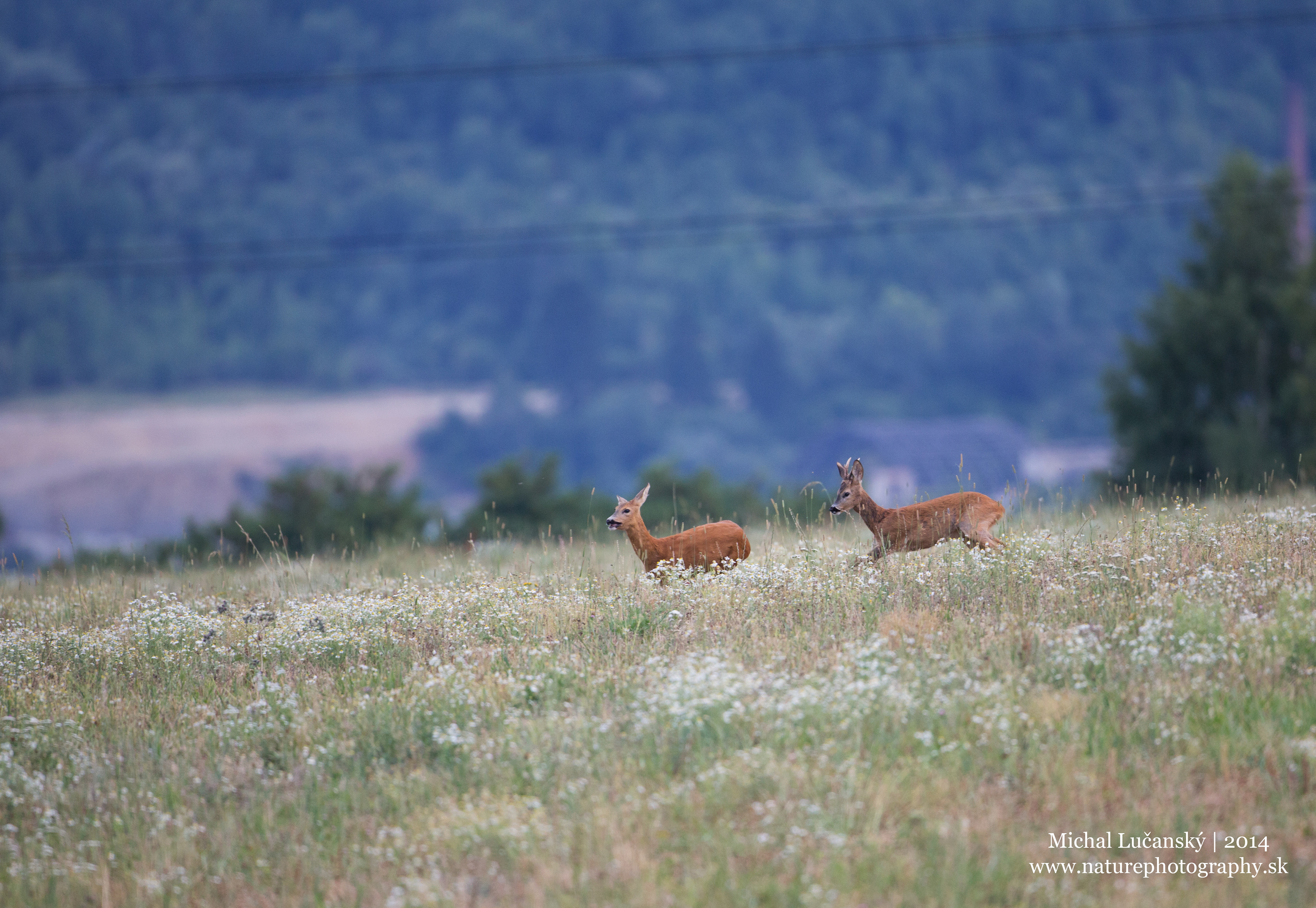 Canon EOS 5D Mark III + EF500mm f/4L IS USM