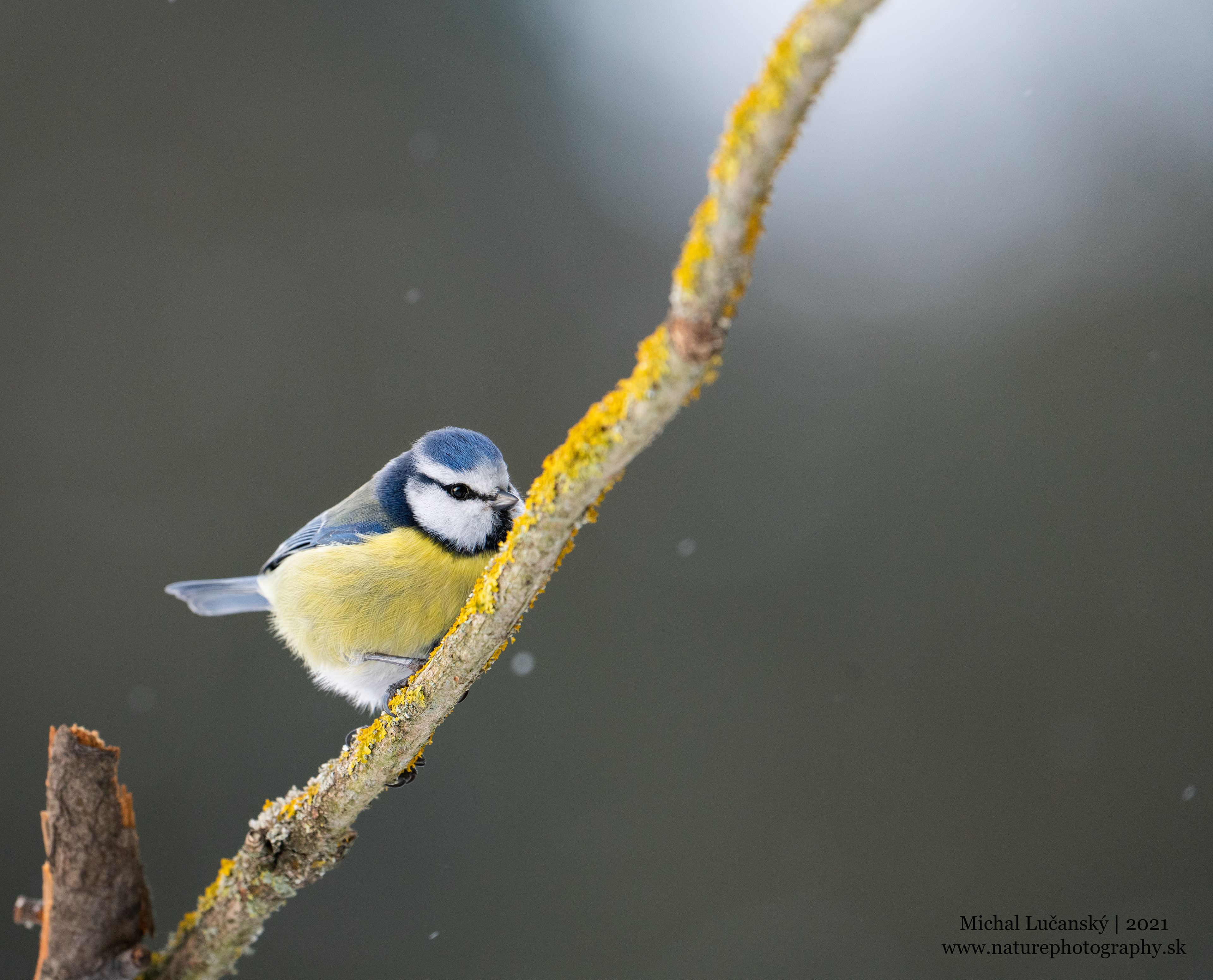 Sýkorka belasá | Eurasian blue tit | Cyanistes caeruleus