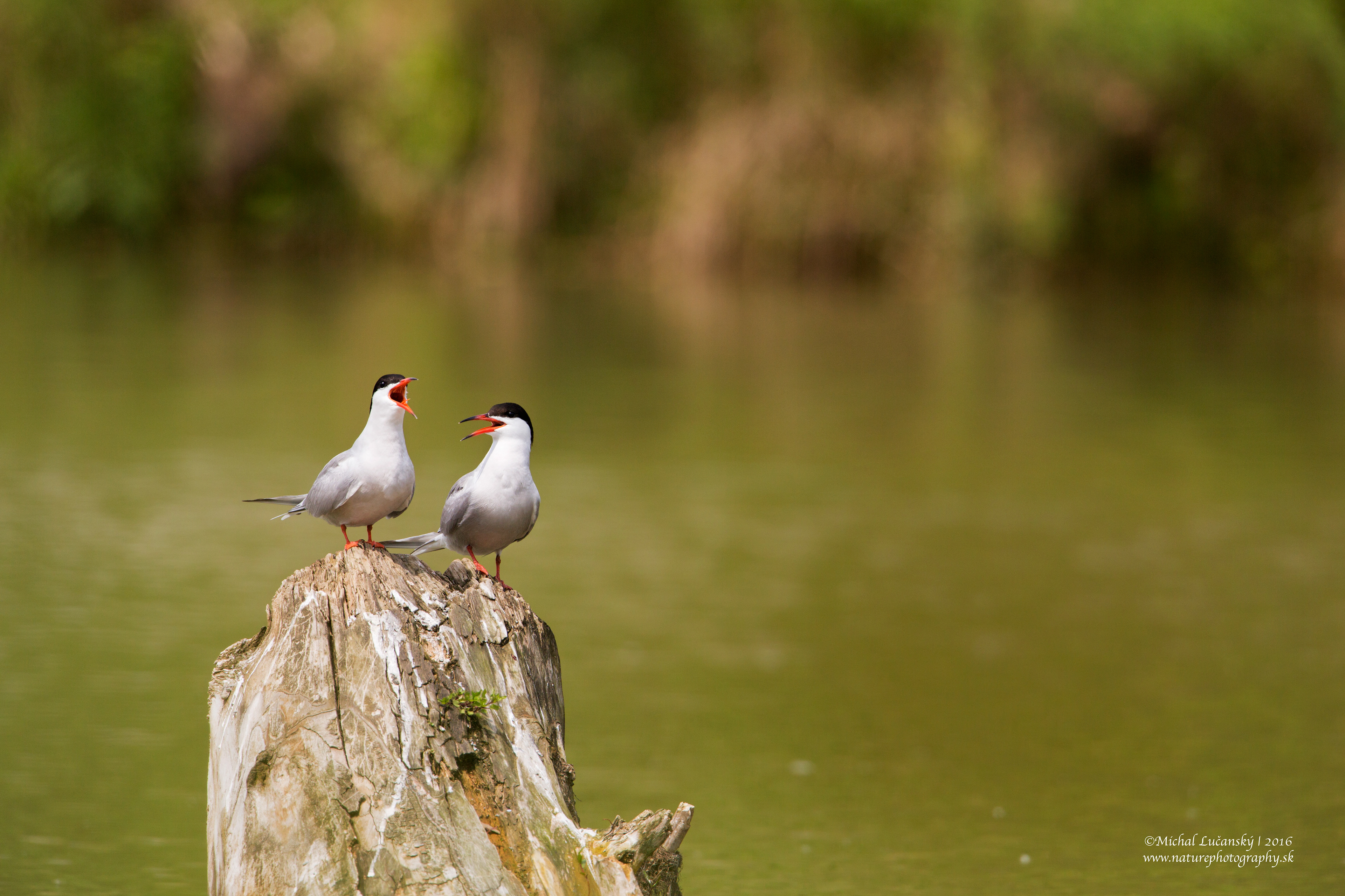 Canon EOS 5D Mark III + EF500mm f/4