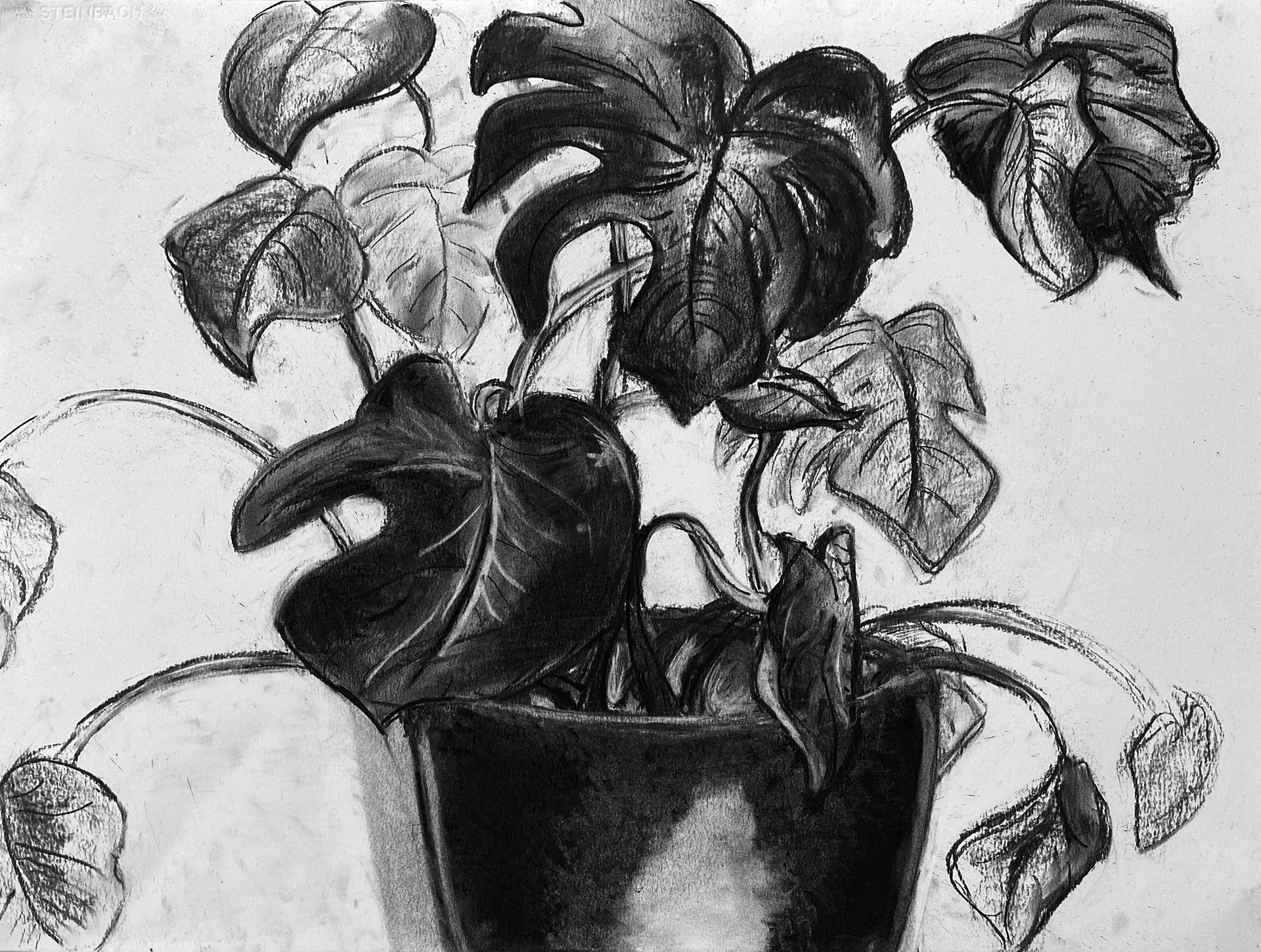 Merel Van Puymbroeck