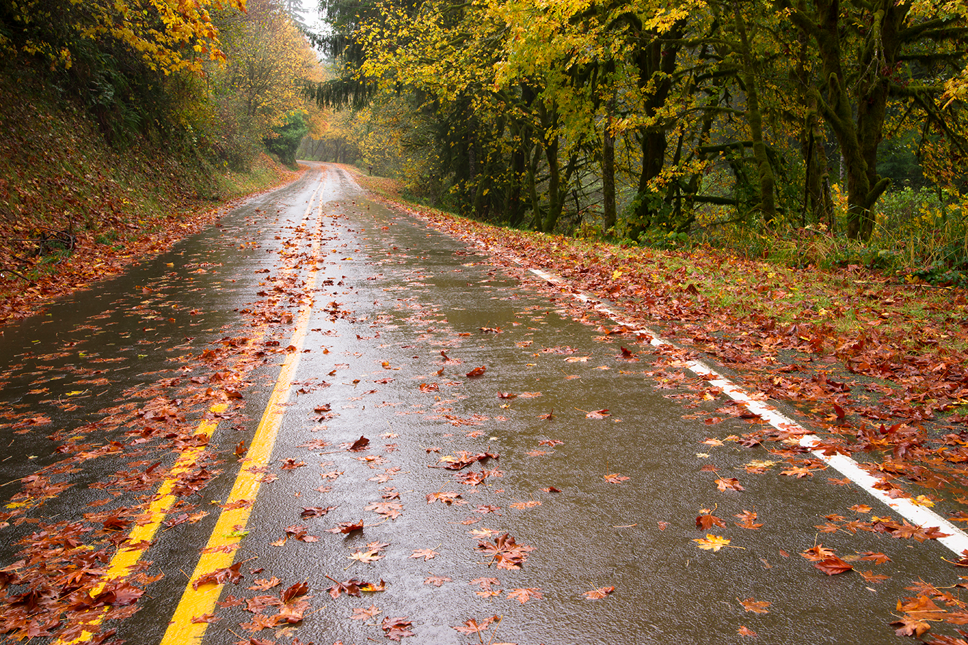 Опавшая листва на дороге