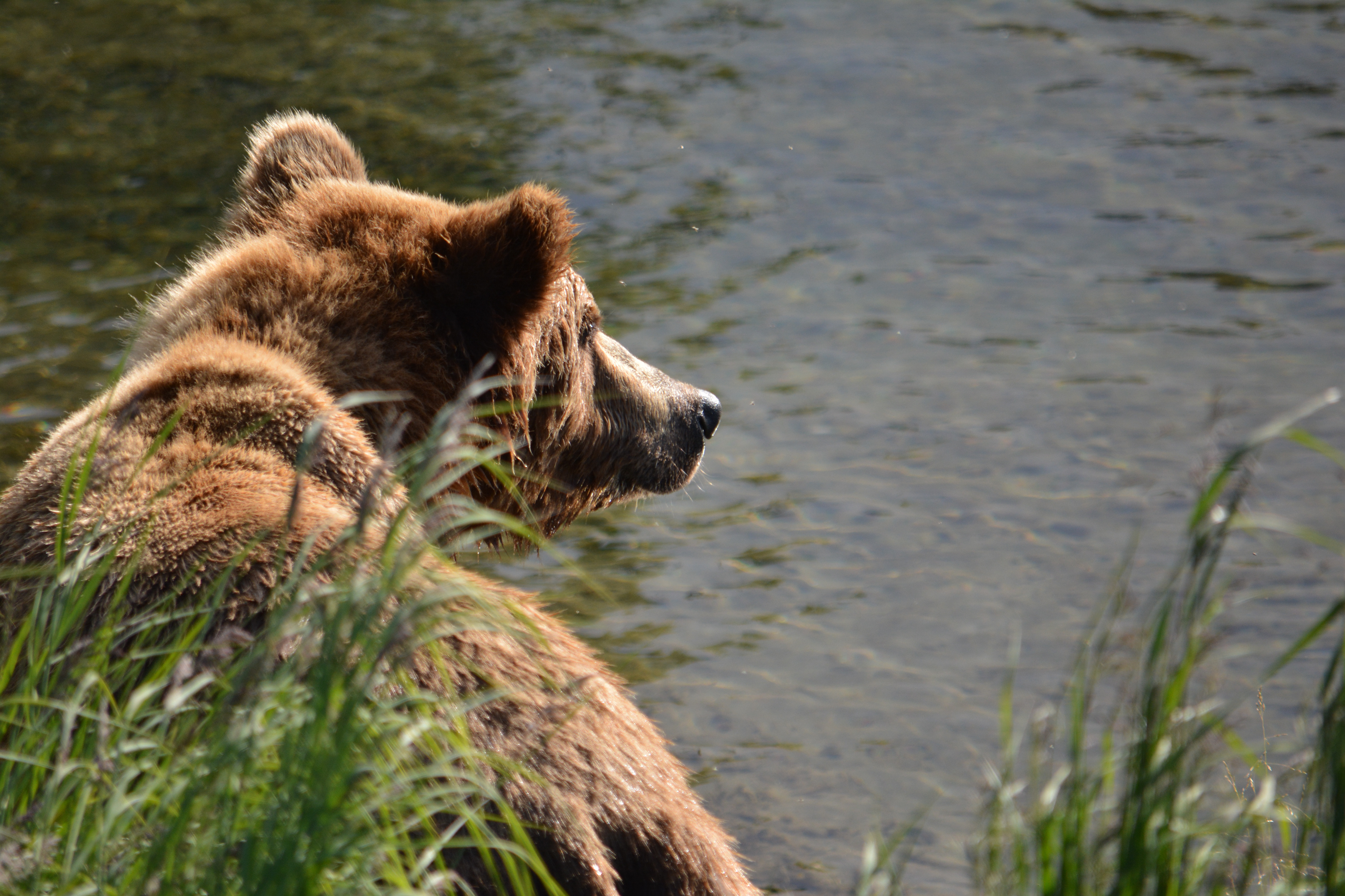 Bear, backlit, lower Brooks River - Freddie Dyke, 2015-07-01, Katmai National Park Alaska, 1/800s f/5.6 300mm