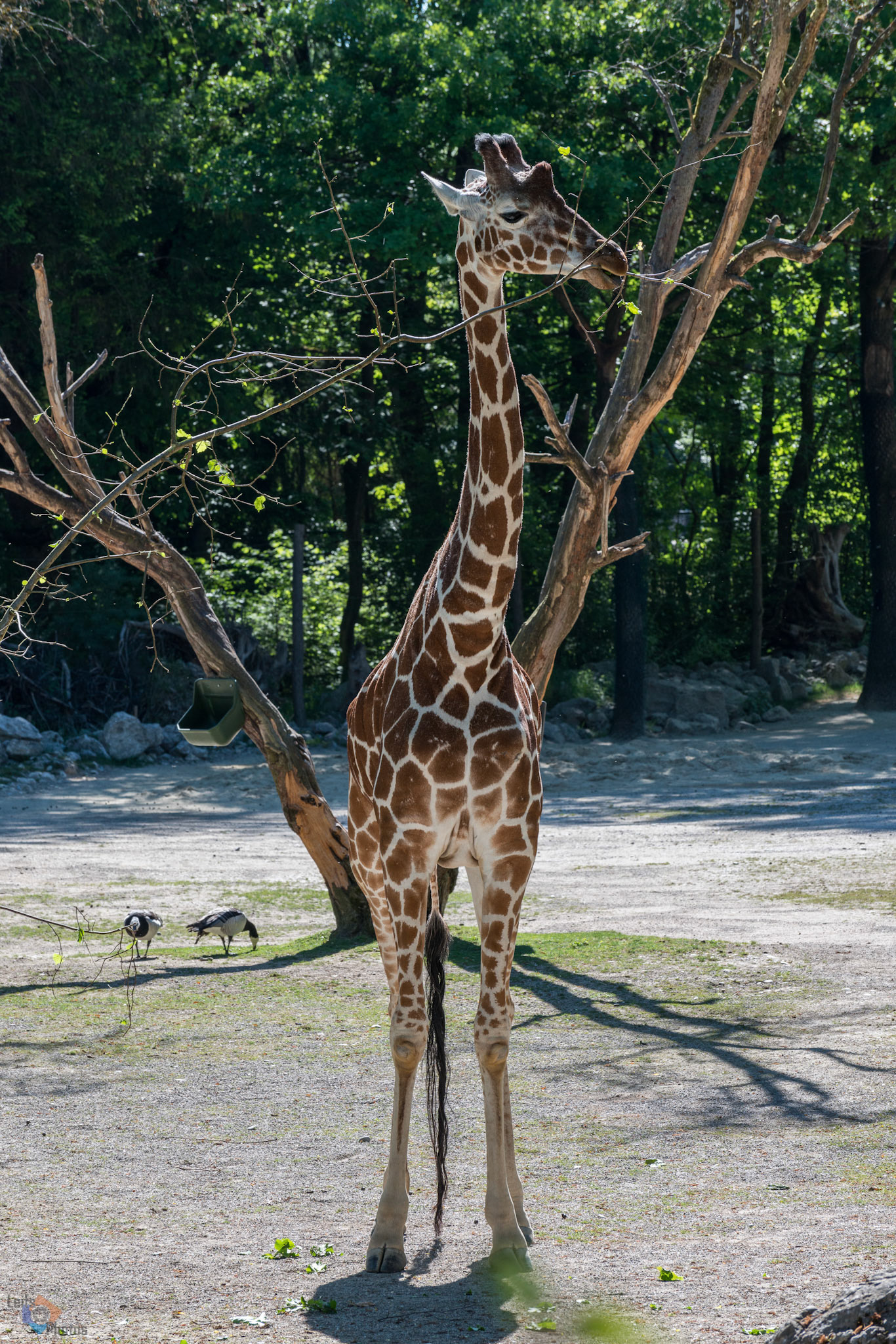 Leifs Photos - Zootiere