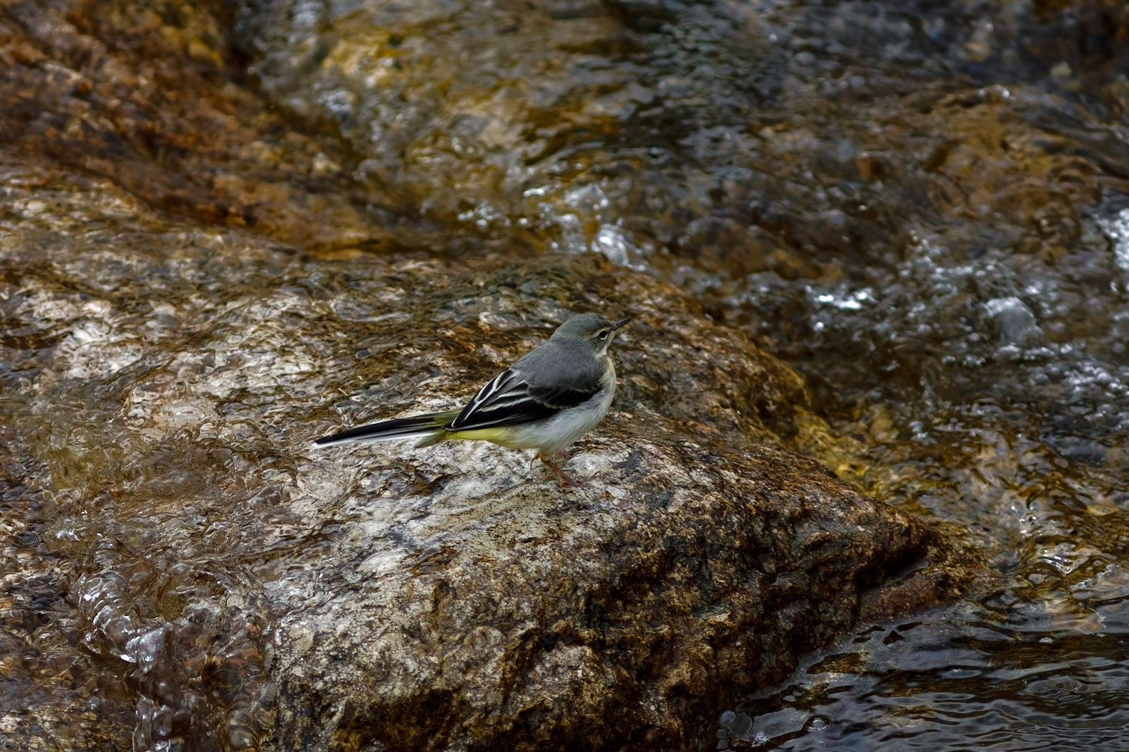Bergeronnette des ruisseaux