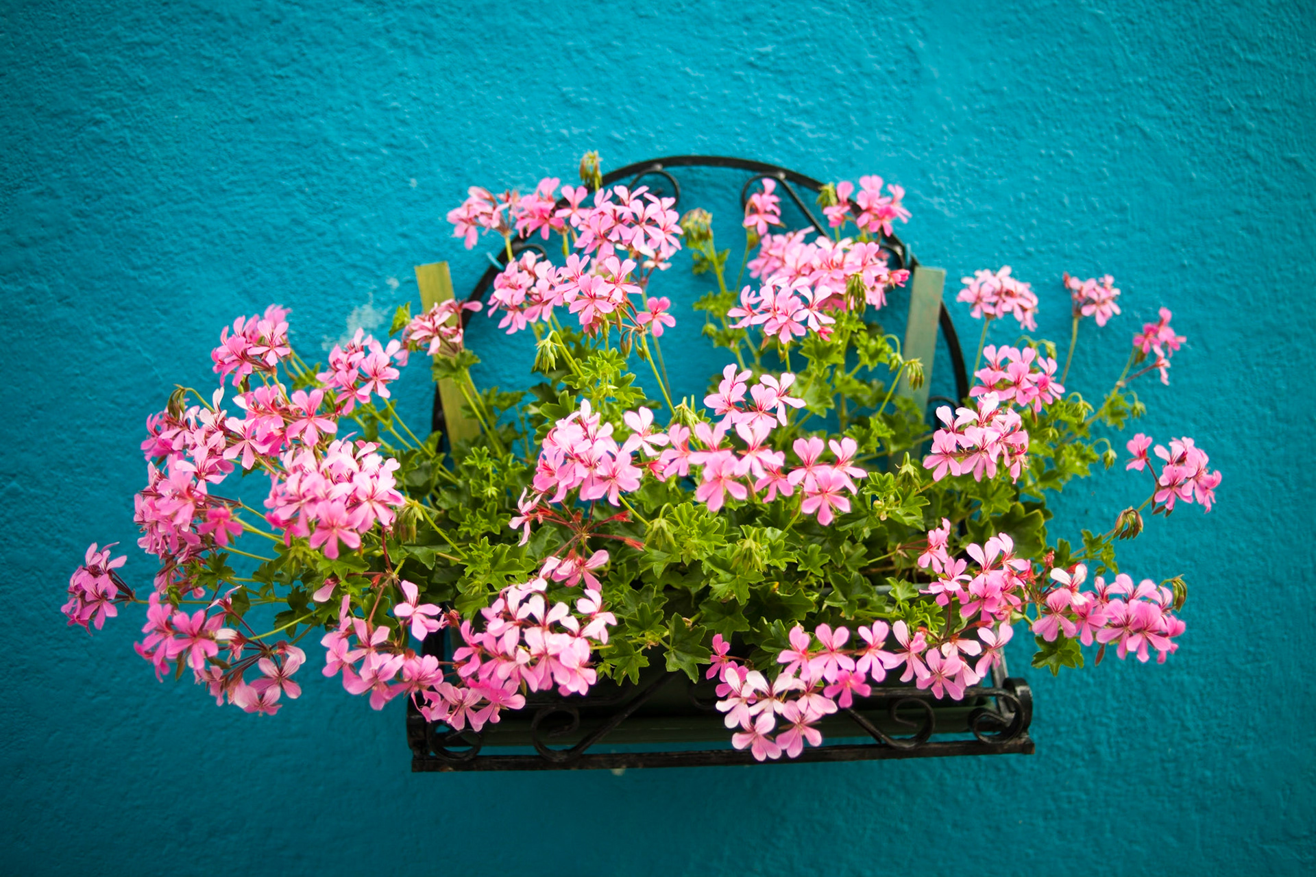 Couleurs de Burano