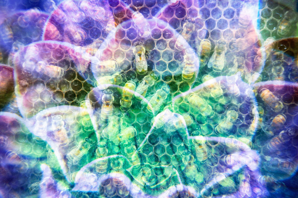 Colony (2)