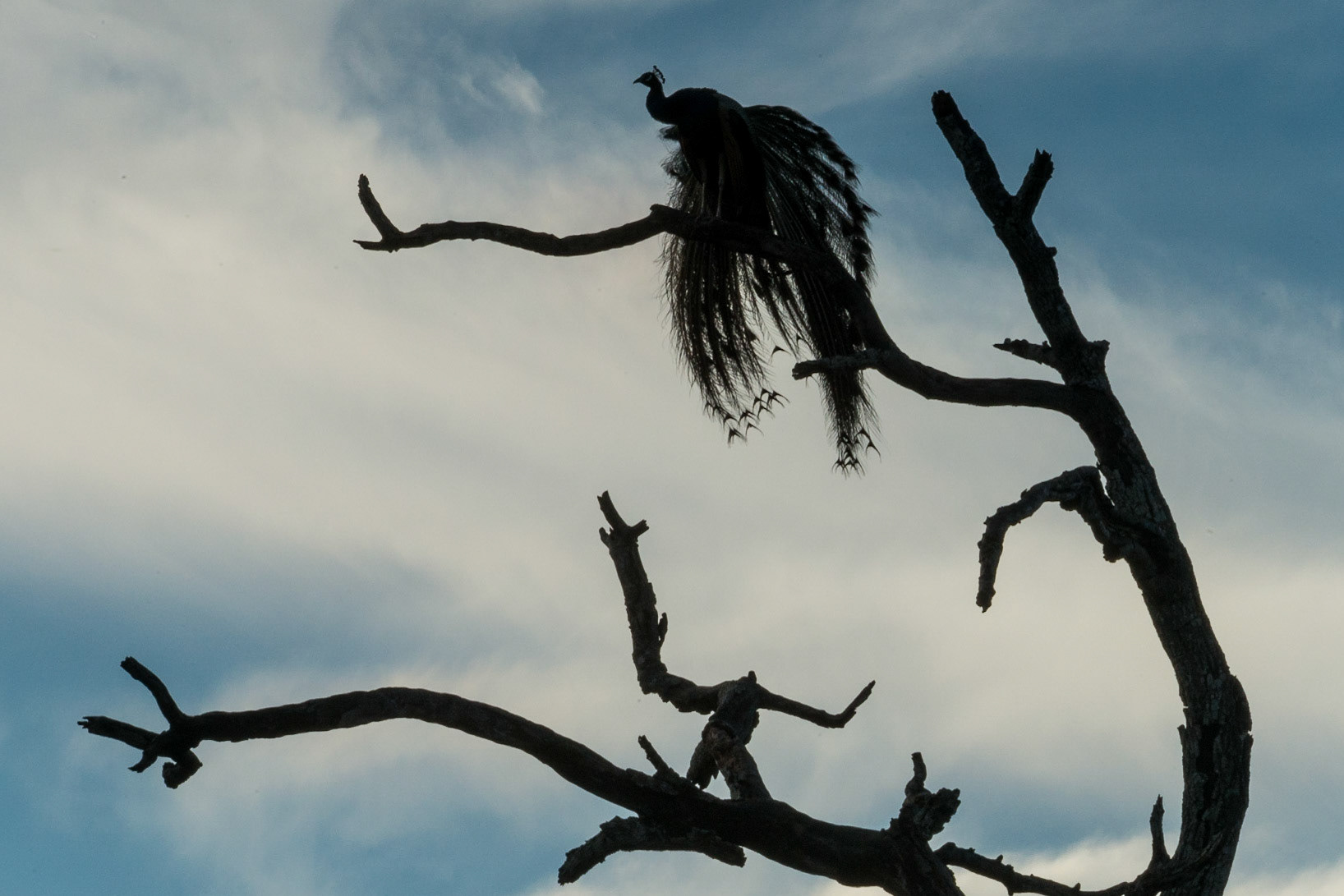 Sri Lanka, Yala National Park
