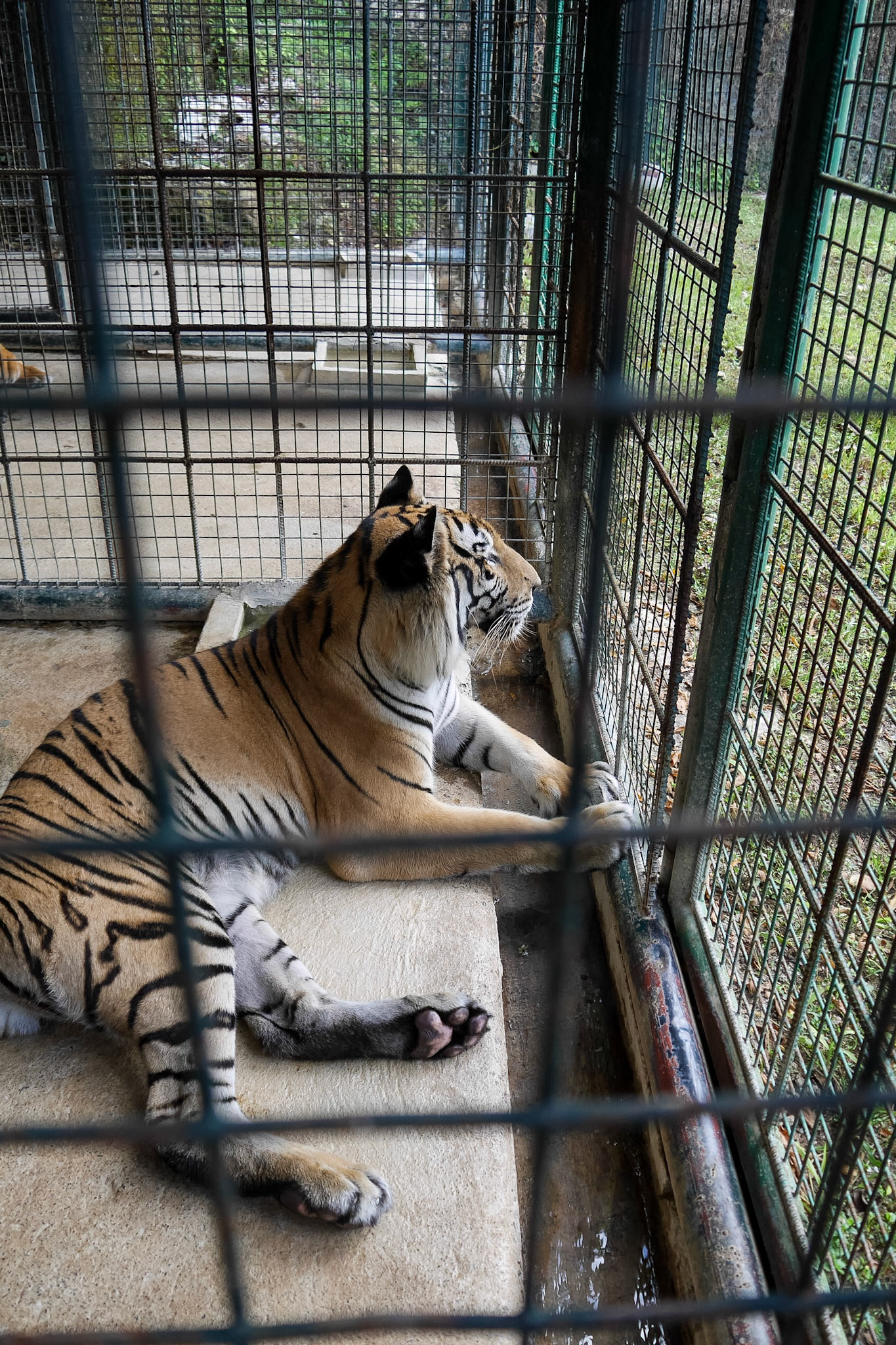 The Philippines, Bohol Island,