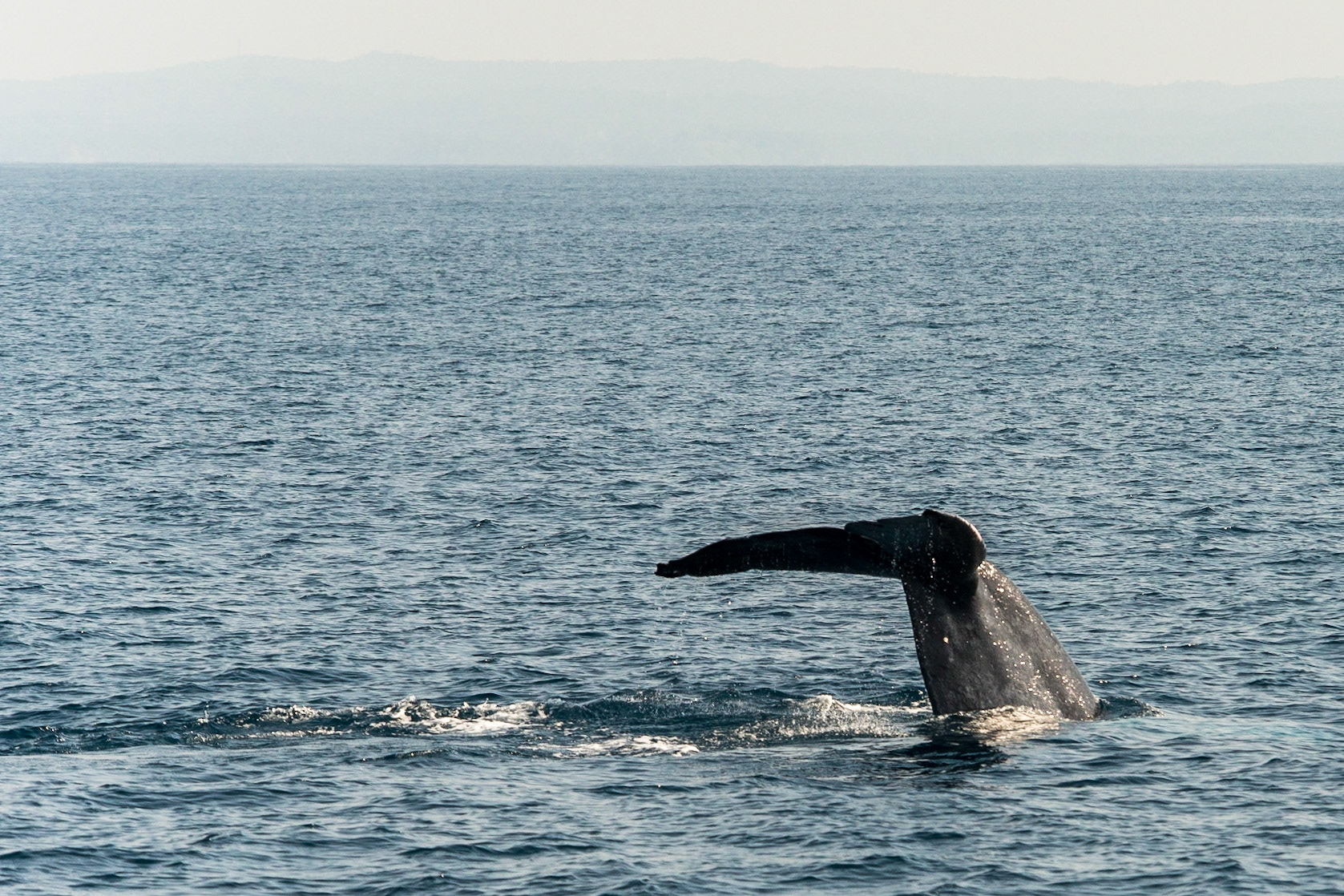 Sri Lanka, blue whale watching