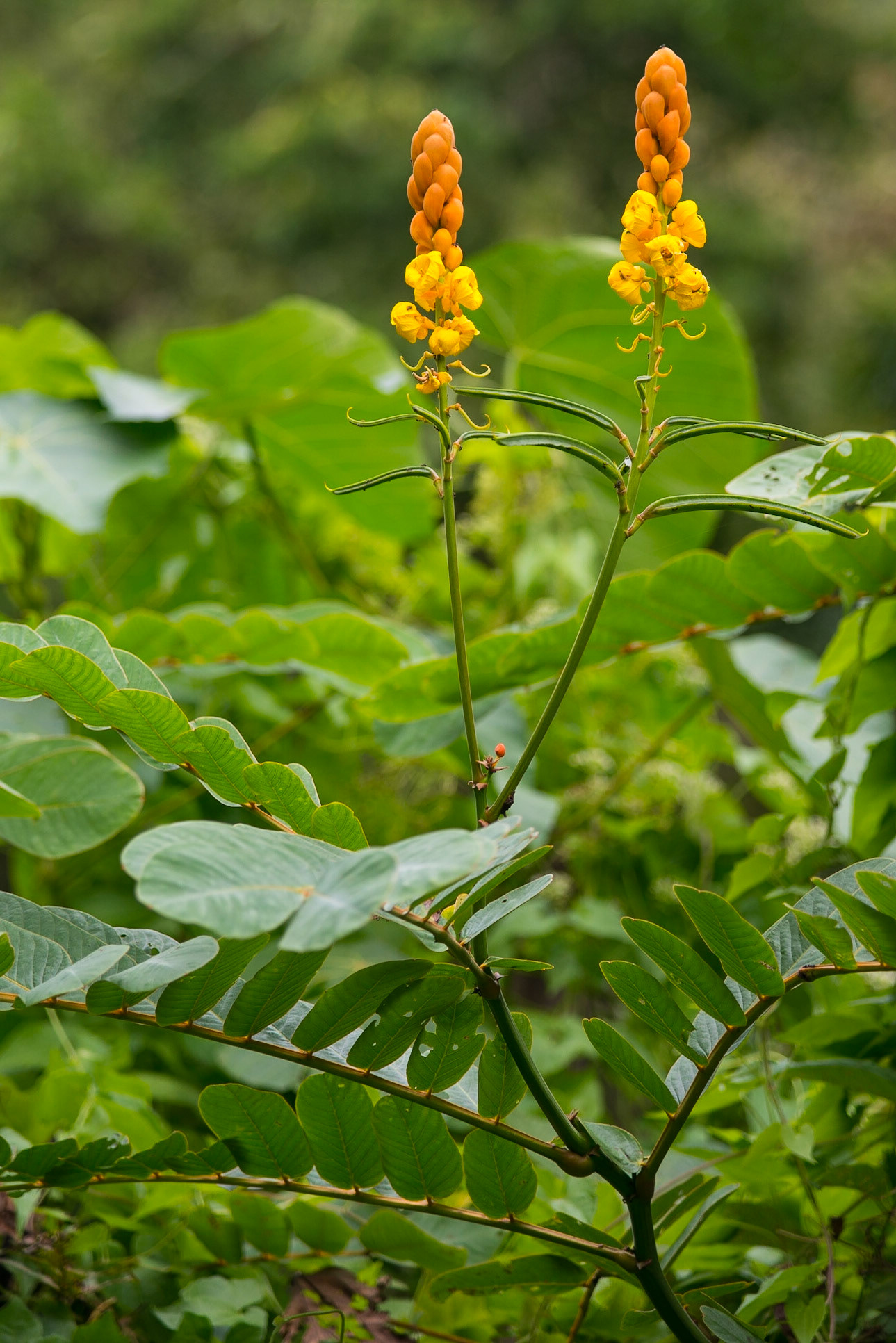 The Philippines, Palawan Island
