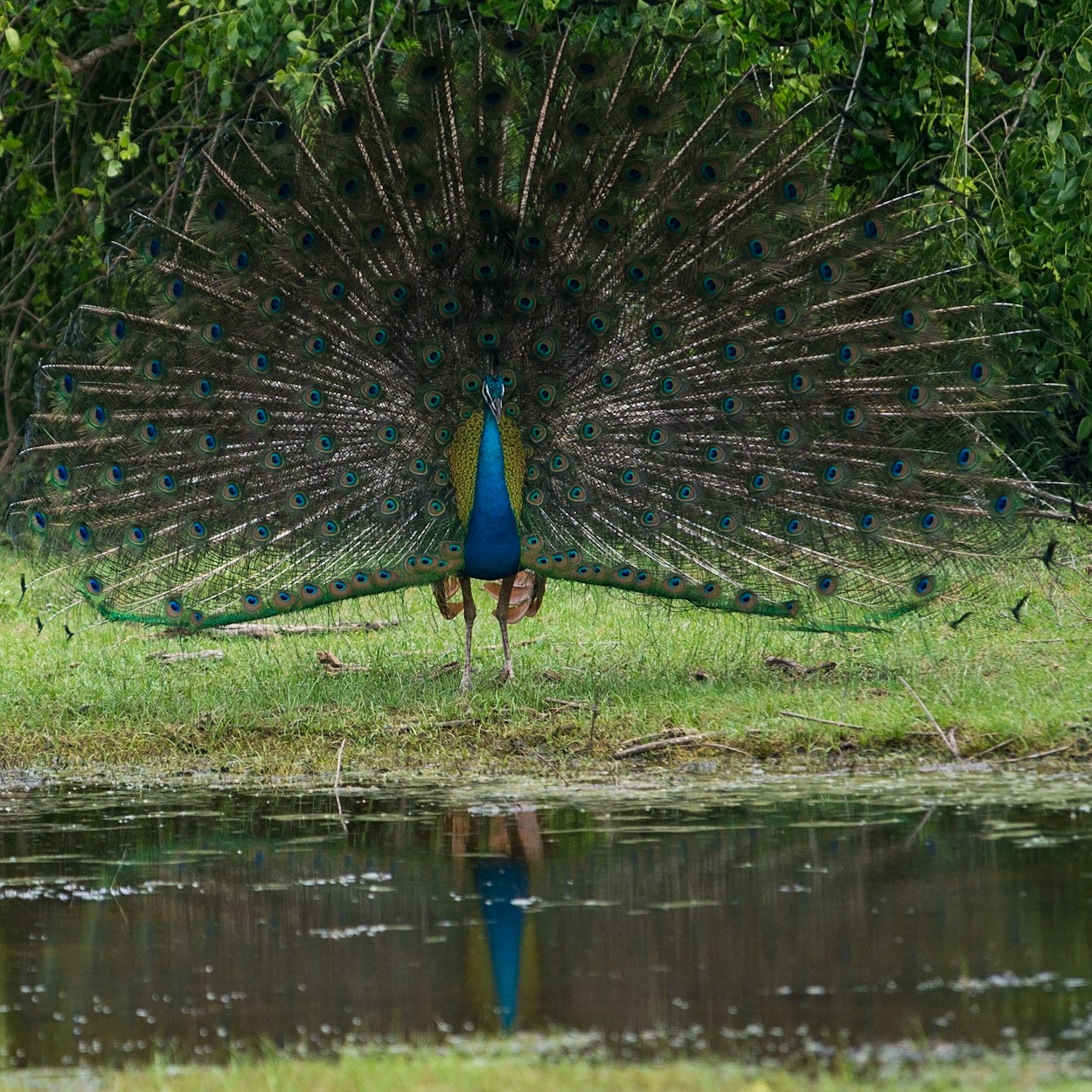 Sri Lanka, Bandala National Park