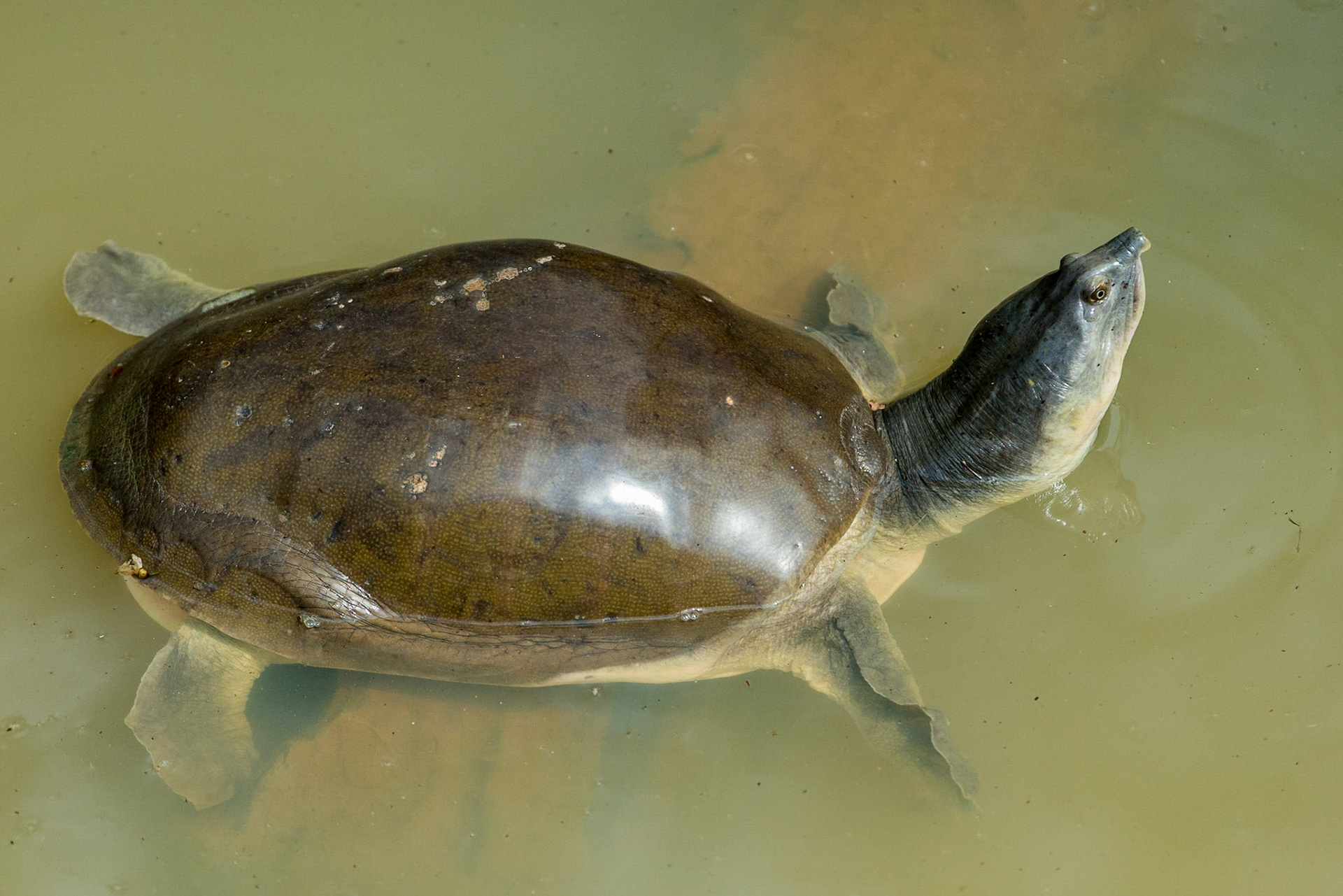 Sri Lanka, Udawalawe National Park