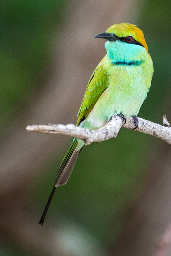Sri Lanka, Bandala National Park