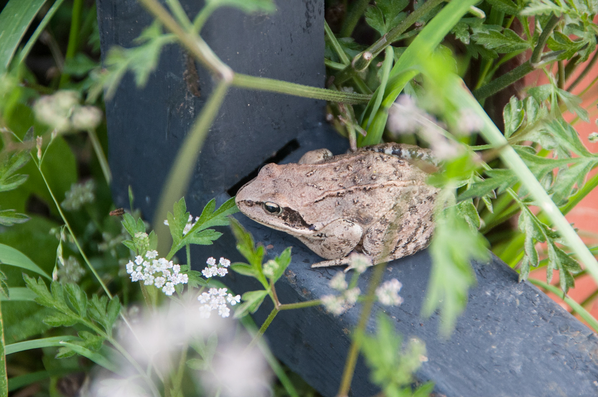 China, Eastern Tibet or Western Sichuan, also krown as Kham,