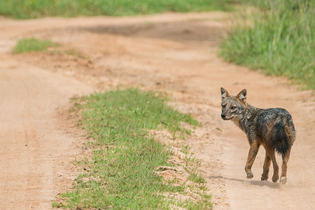 Sri Lanka, Udawalawe National Park