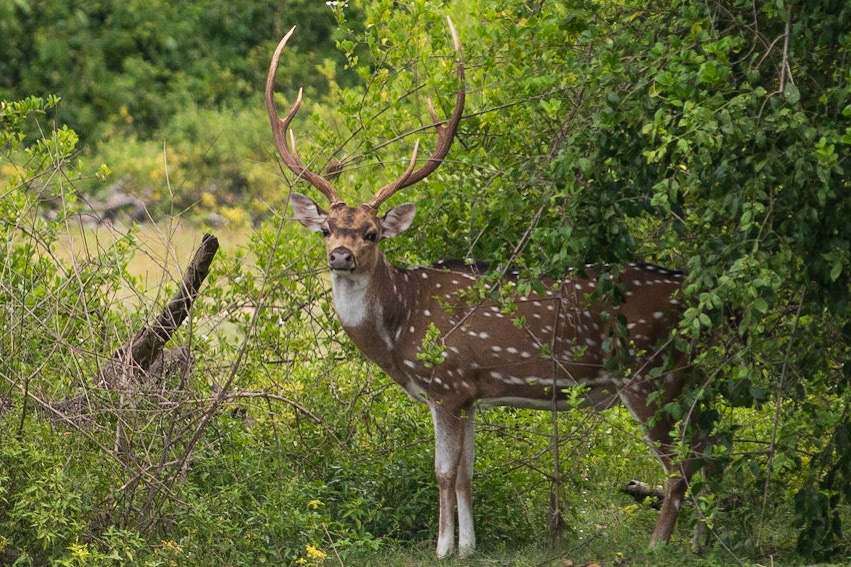 Sri Lanka, Bandala National Park