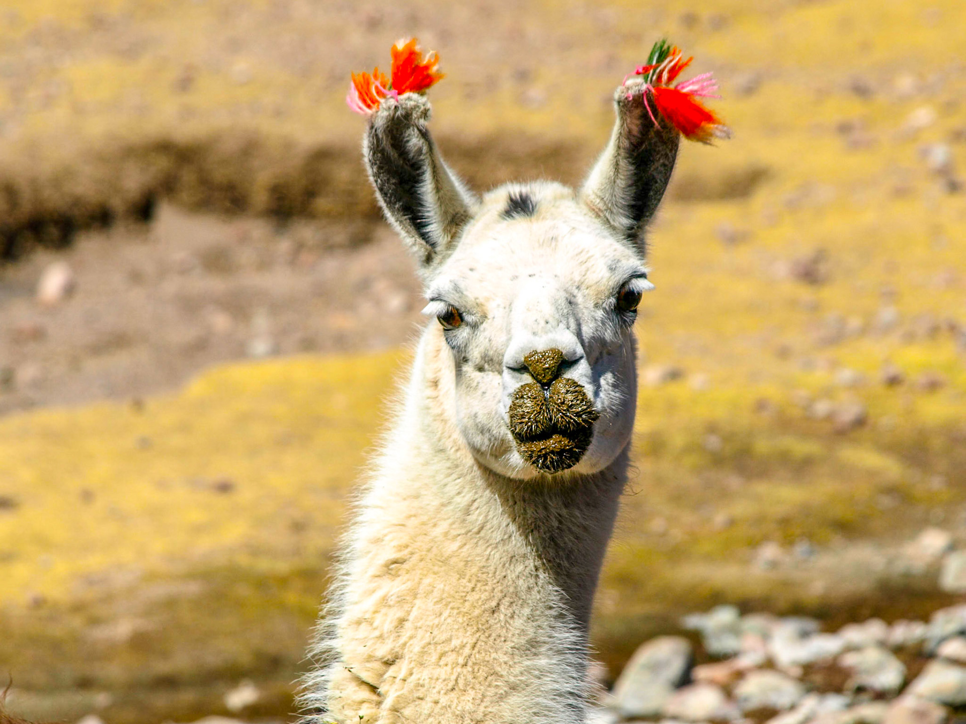 Expedice LAMA