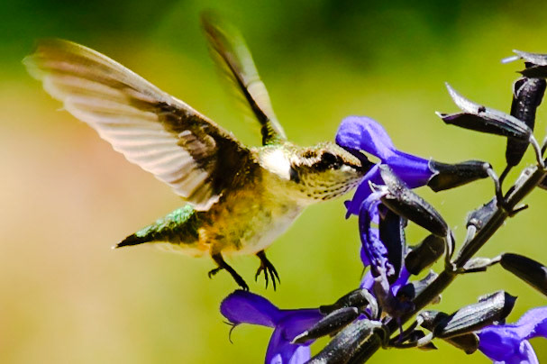 Hummingbird At Salvia Flower